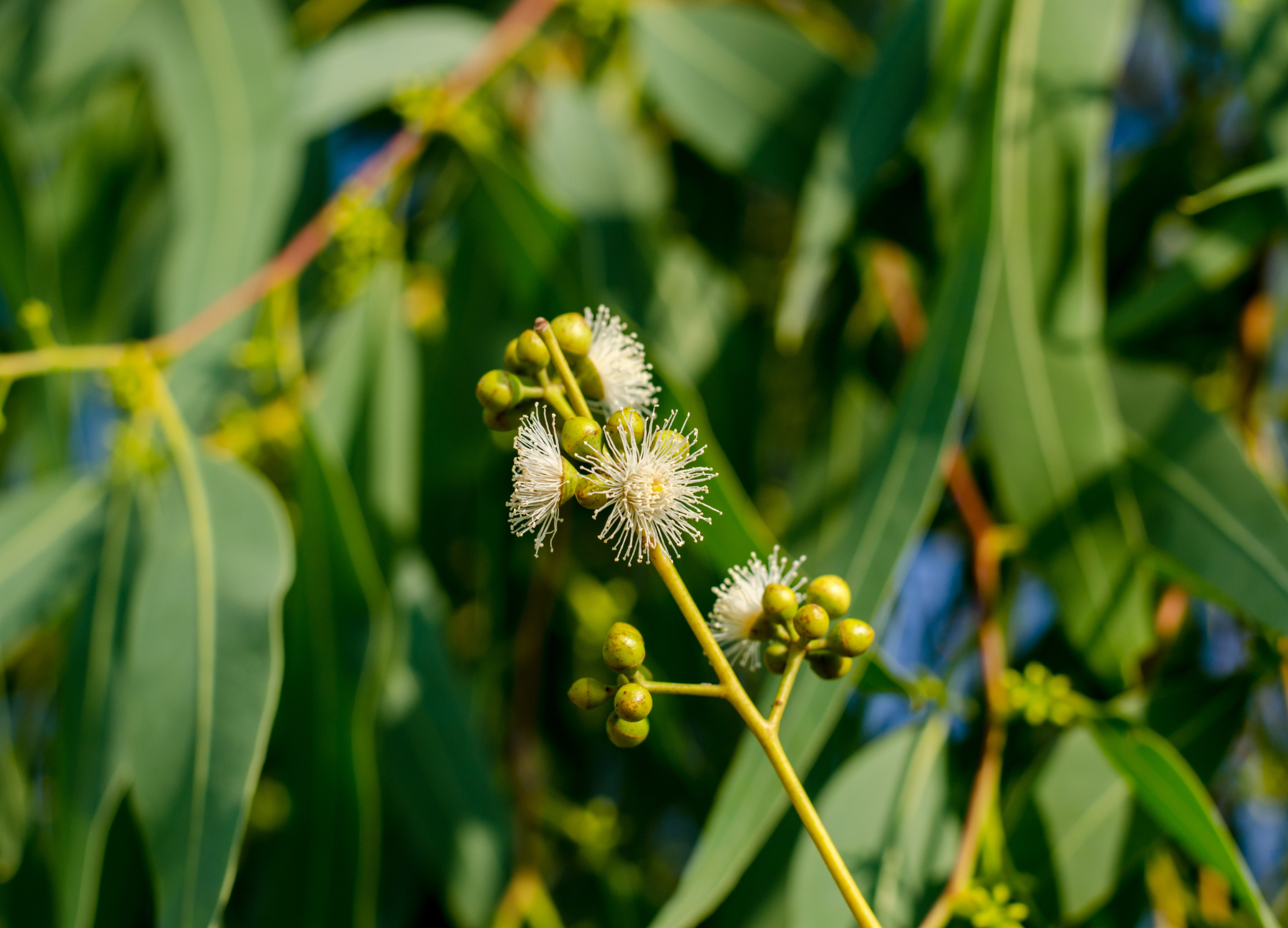 Zweig eines Eukalyptusbaums mit länglichen, grünen Blättern, runden Knospen und weißen, puscheligen Blüten