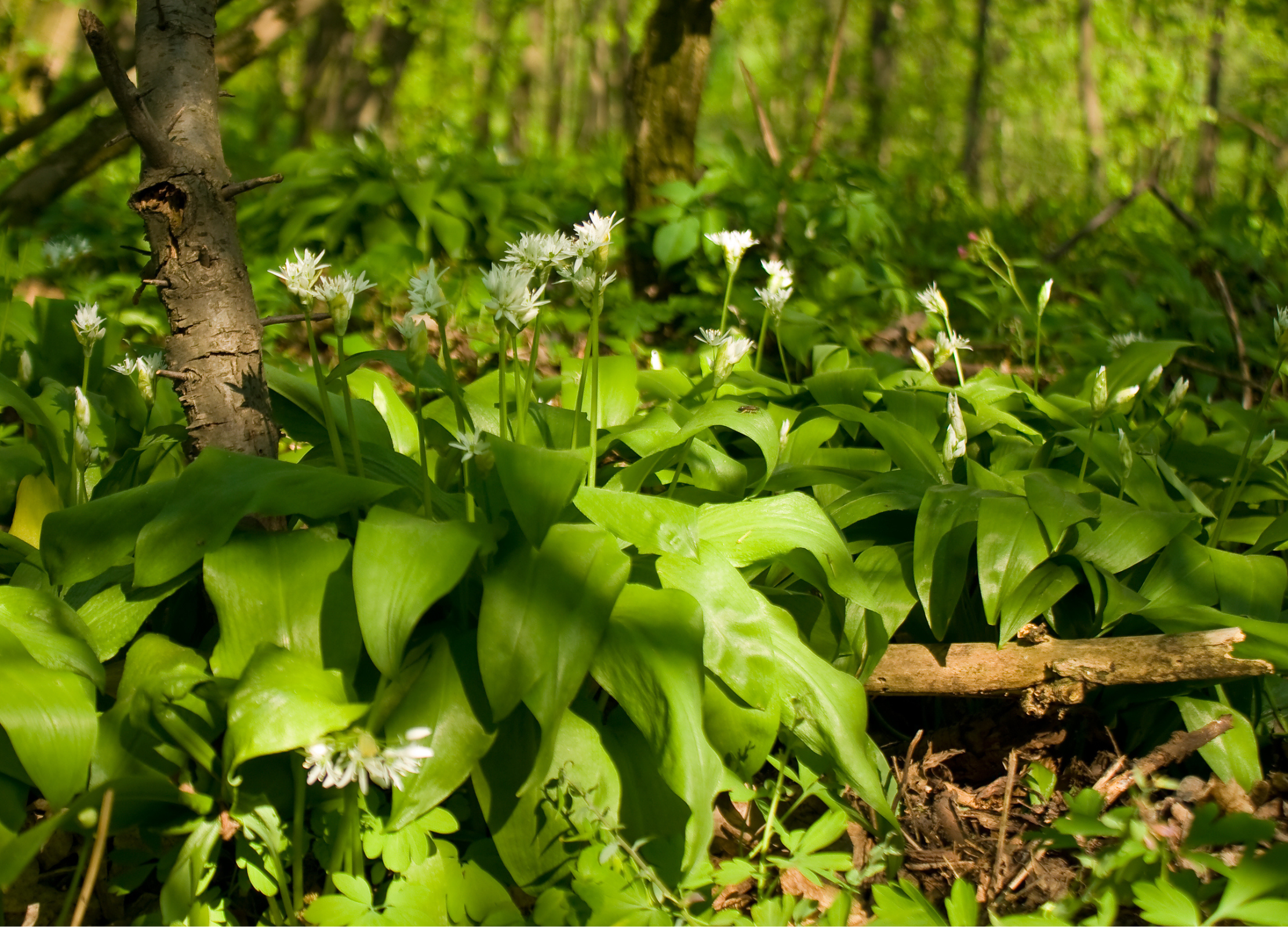 Breite grüne Blätter und weiße Blüten des Bärlauchs bedecken den Waldboden in einem lichten Laubwald