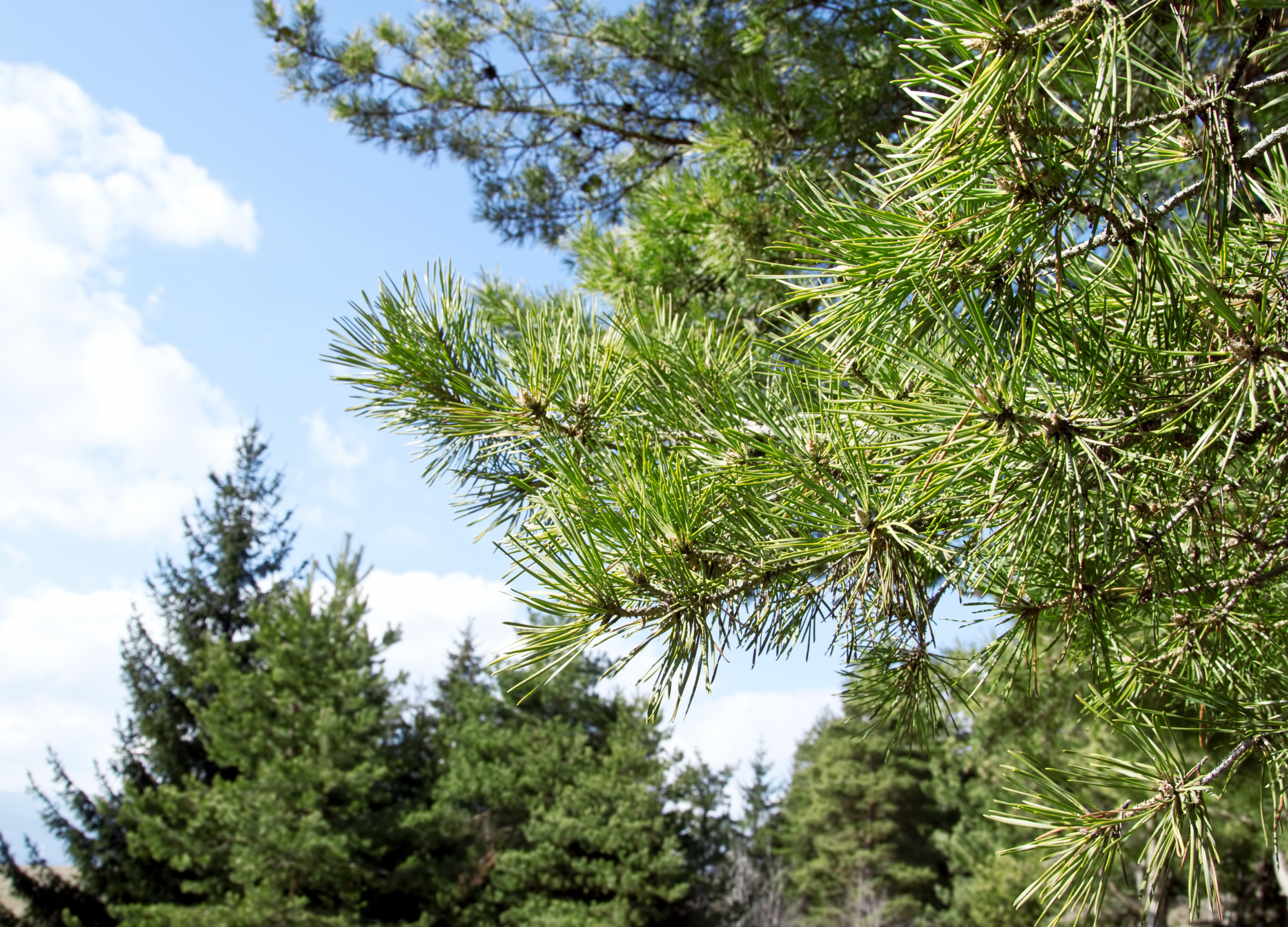 Grüner Ast einer Kiefer mit langen, nadelförmigen Blättern vor einem Wald aus Nadelbäumen unter blauem Himmel