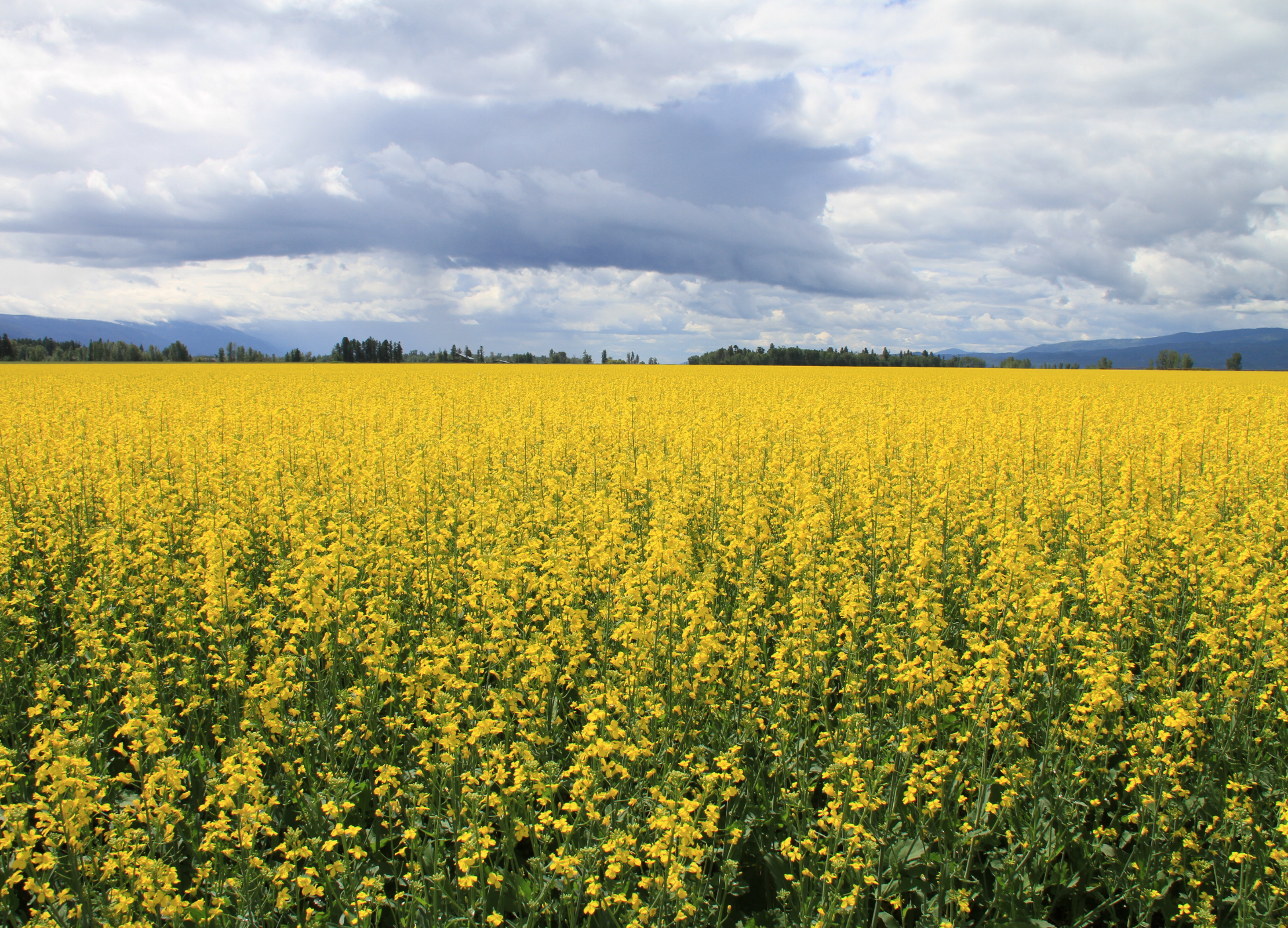 Weites Feld mit blühendem Raps unter wolkigem Himmel