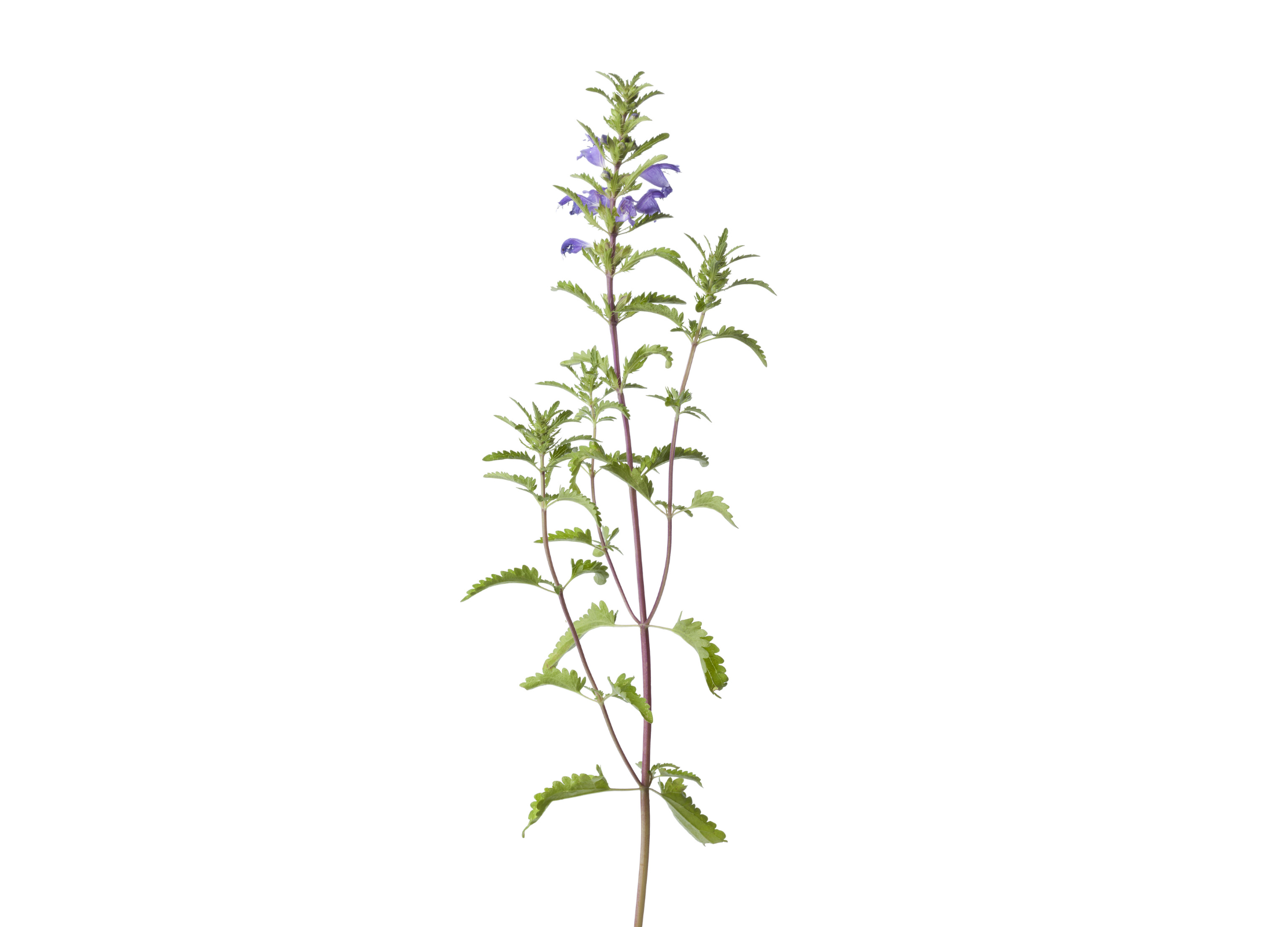 Zarter Stängel der Drachenkopfmelisse mit violetten Blüten vor weißem Hintergrund
