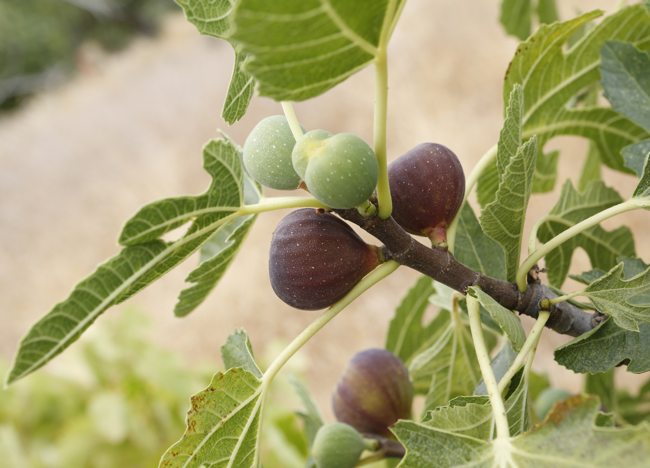 Feigenbaum mit reifen violetten und unreifen grünen Feigen zwischen großen, gelappten Blättern