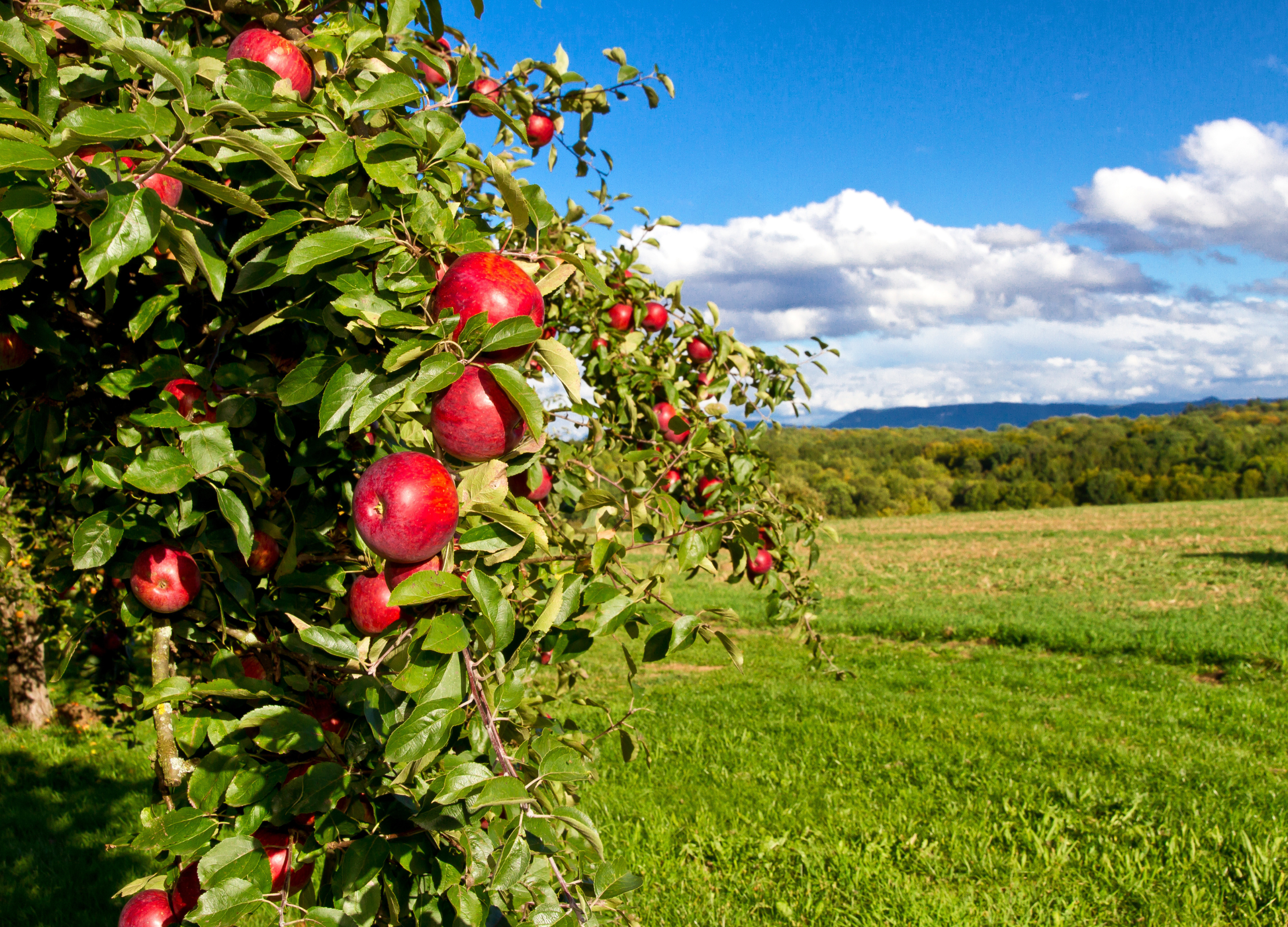 Rot leuchtende Äpfel hängen an einem Apfelbaum am Rand einer weiten, grünen Wiese unter blauem Himmel mit weißen Wolken