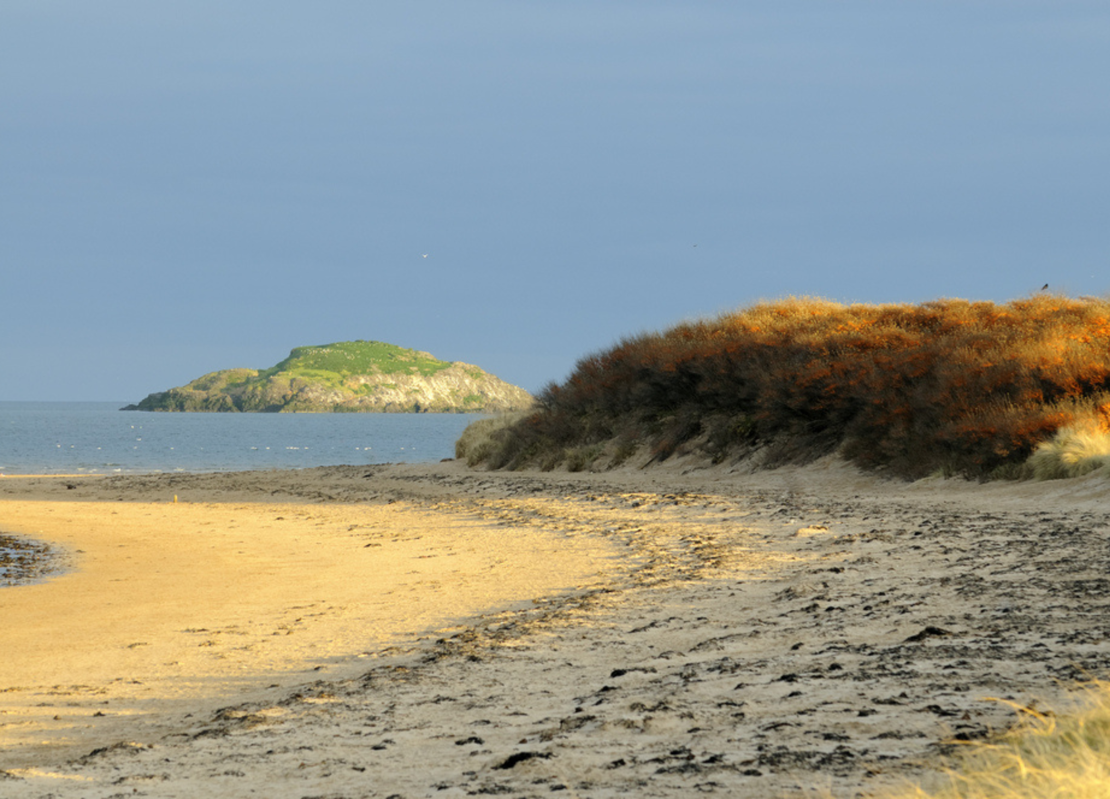 Sanddornküste mit Sandstrand, Dünen und grüner Insel im Hintergrund unter blauem Himmel.
