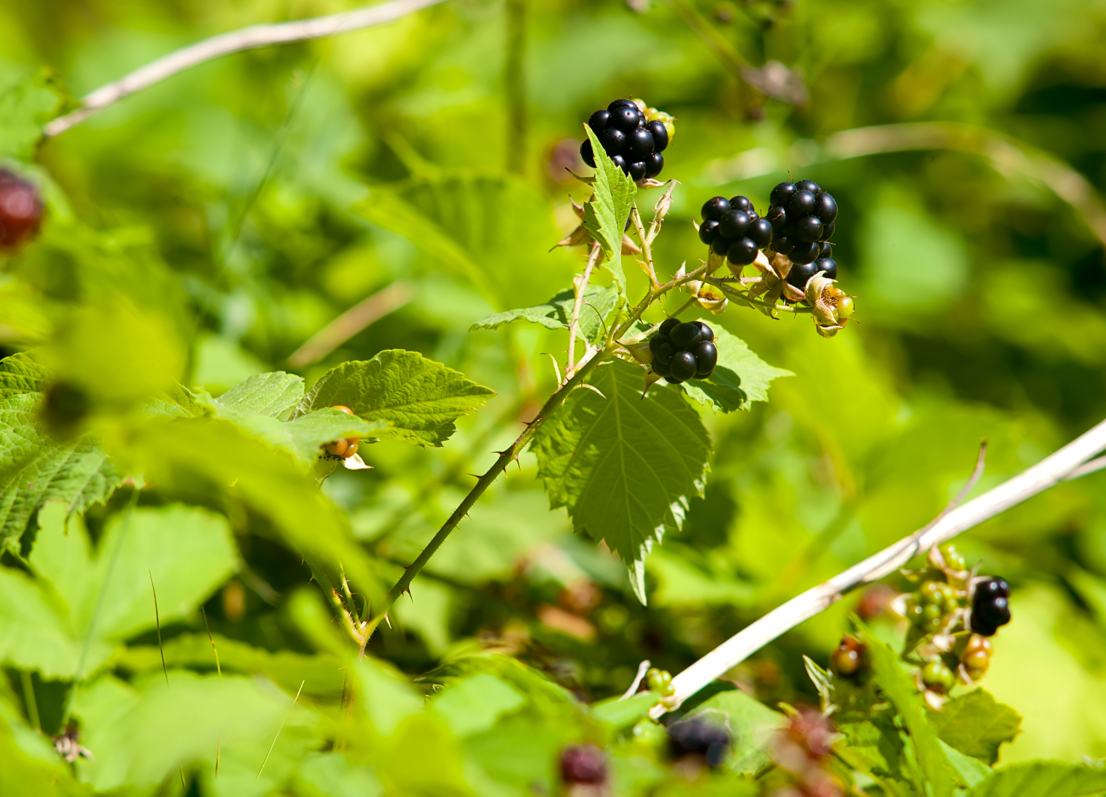 Reife schwarze Brombeeren an grünem Zweig mit gezähnten Blättern in Naturumgebung.