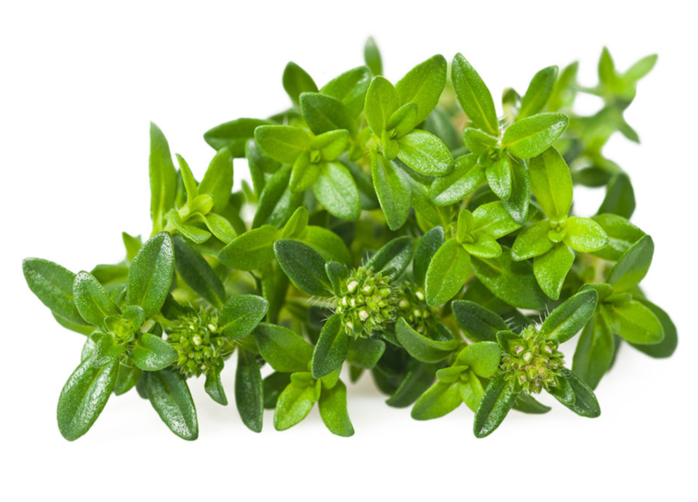 Bohnenkraut mit kurzen, spitzen Blättern und kleinen Knospen auf weißem Hintergrund
