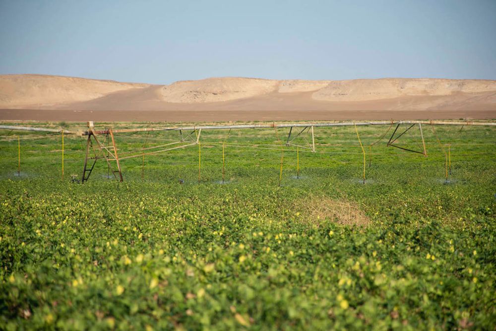 Bewässertes Feld mit grünen Pflanzen und Bewässerungsanlagen vor Wüstenhügeln