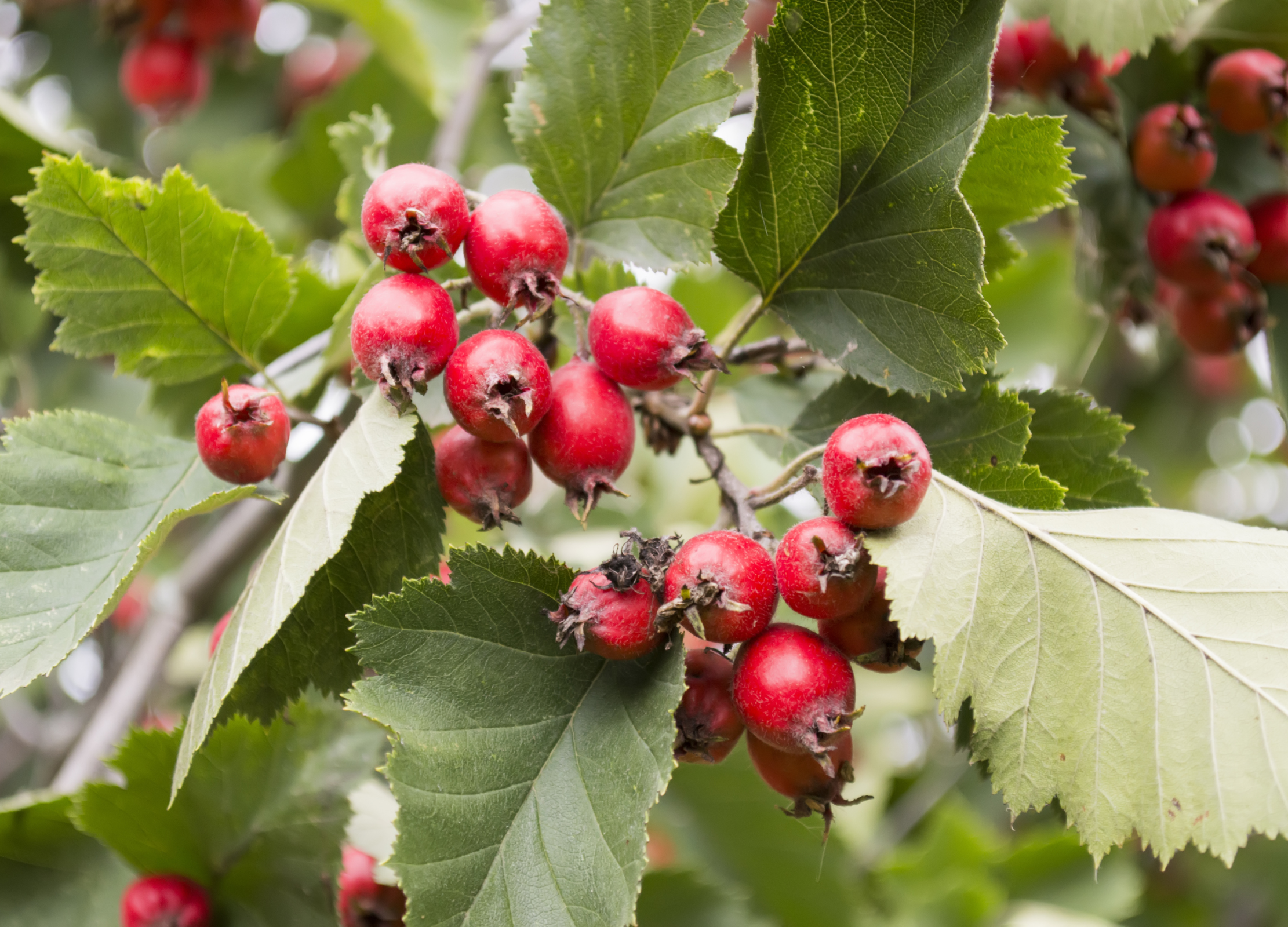 Weißdornbeeren, leuchtend rot, an Zweigen mit grünen Blättern in natürlicher Umgebung