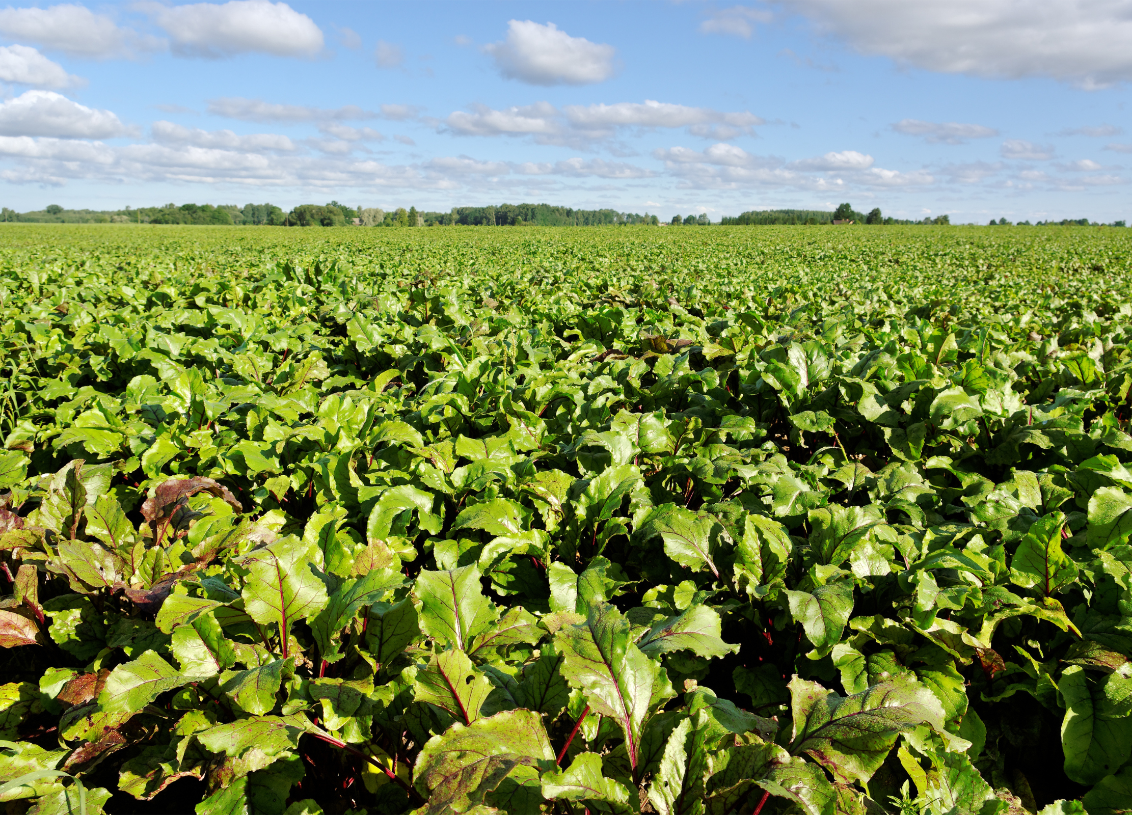 Riesiges Rote-Bete-Feld mit grünen Blättern und roten Stielen unter blauem Himmel