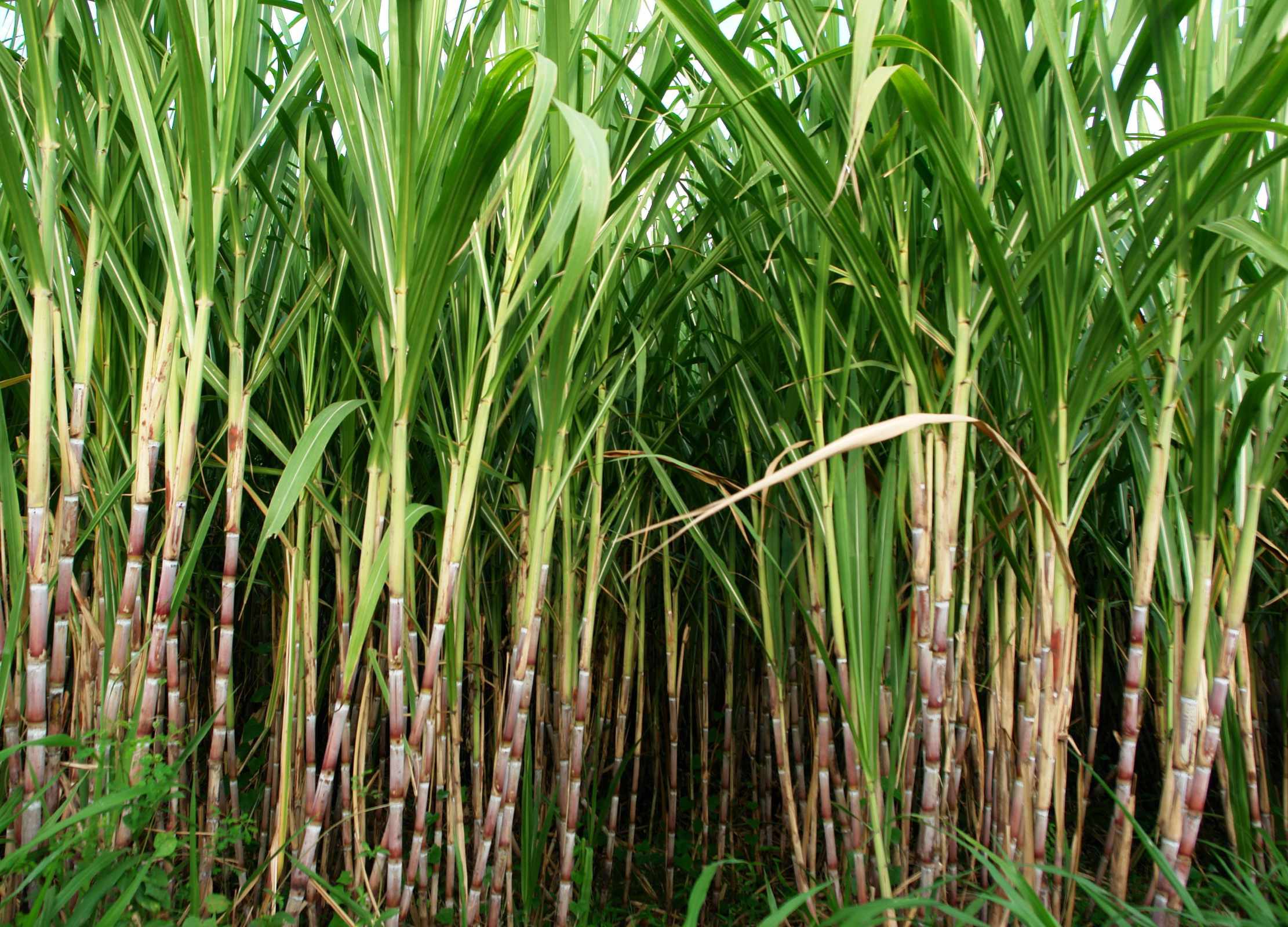 Zuckerrohrfeld mit grünen Blättern und roten Rohrstielen bei der Ernte
