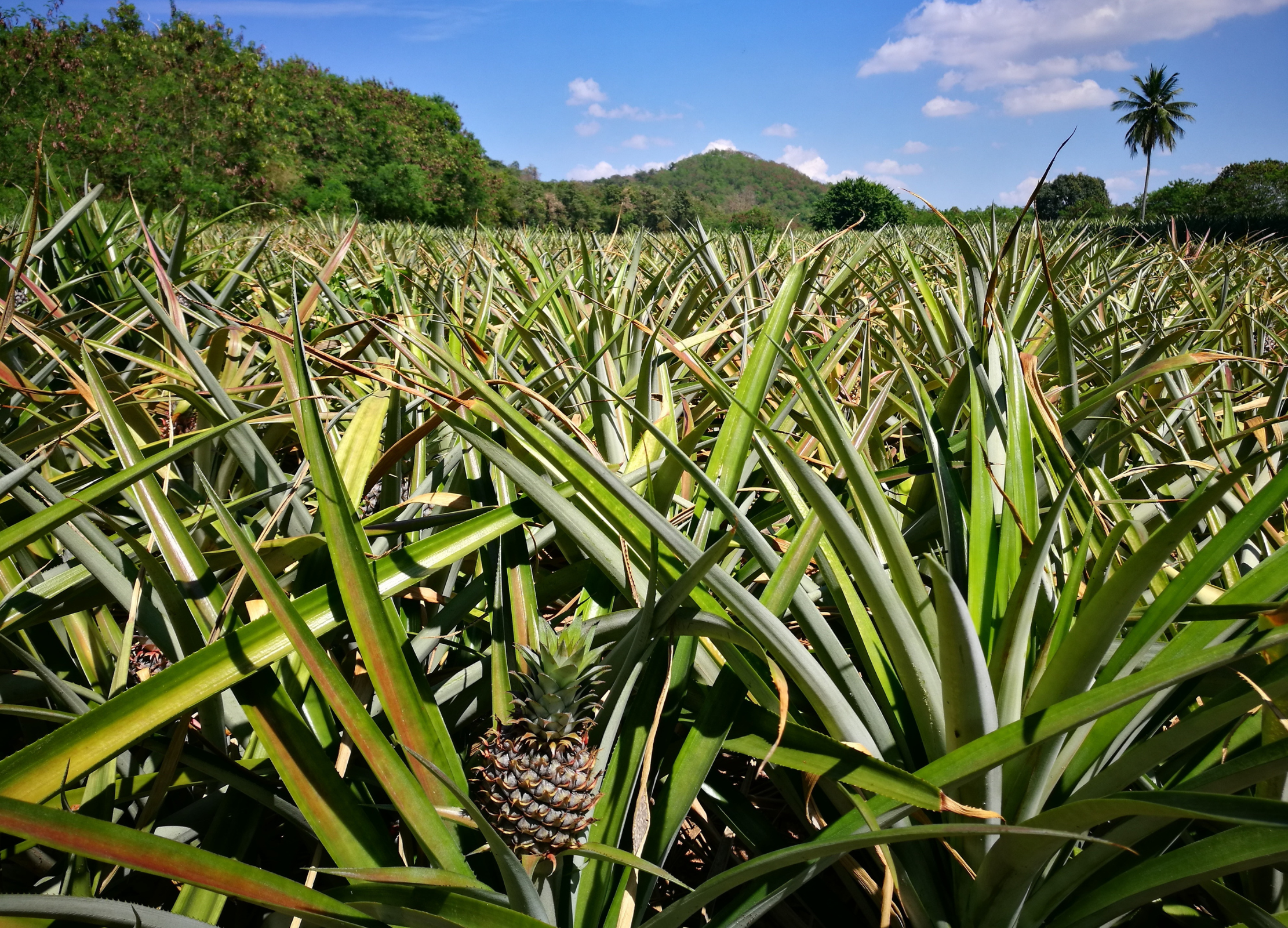 Ananasplantage mit reifen Früchten in tropischer Landschaft, grüne Blätter und berge im Hintergrund