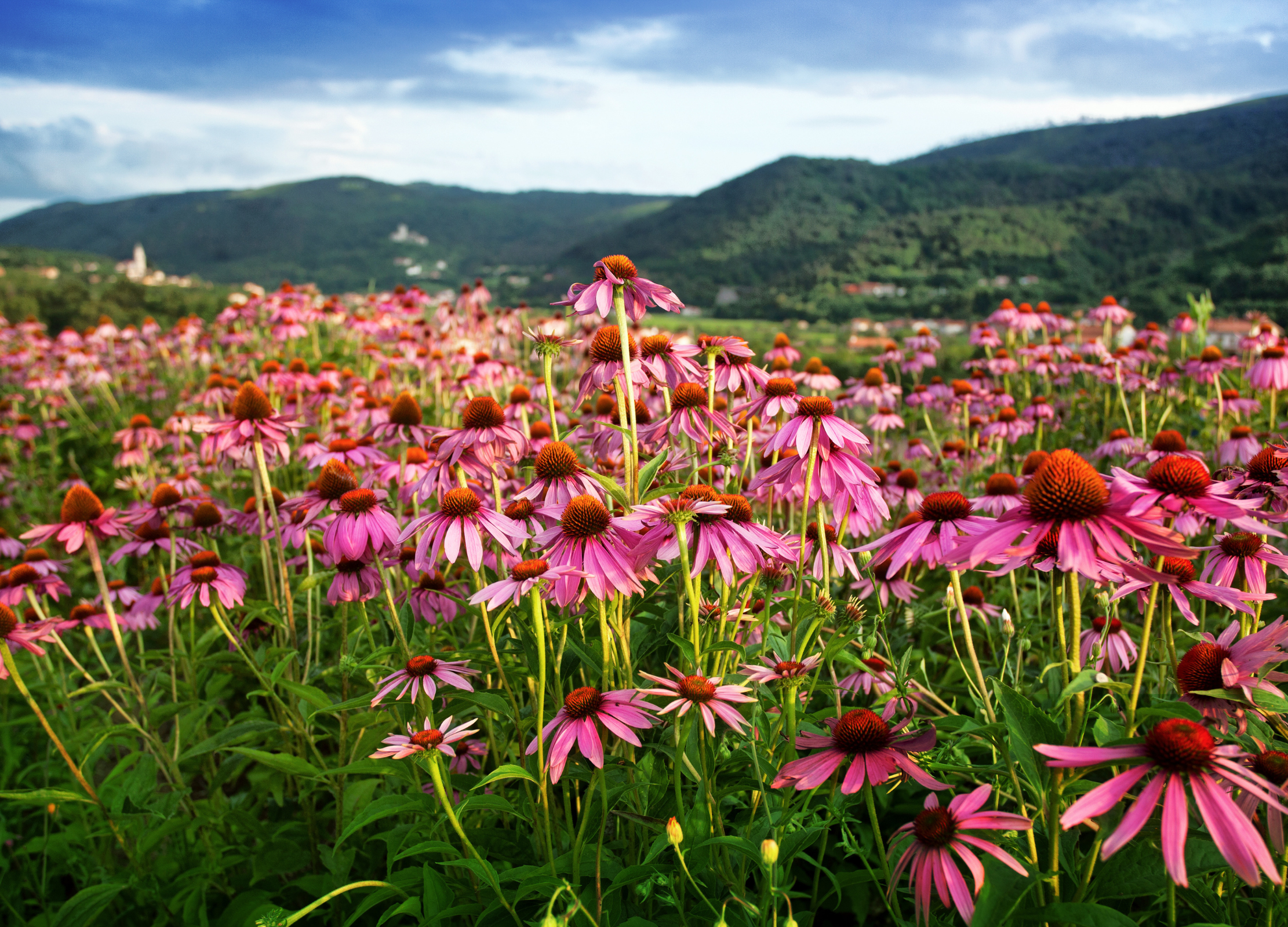 Blühendes Echinacea-Feld mit hunderten pinkfarbenen Blüten vor grün bewaldeten Hügeln unter blauem Himmel