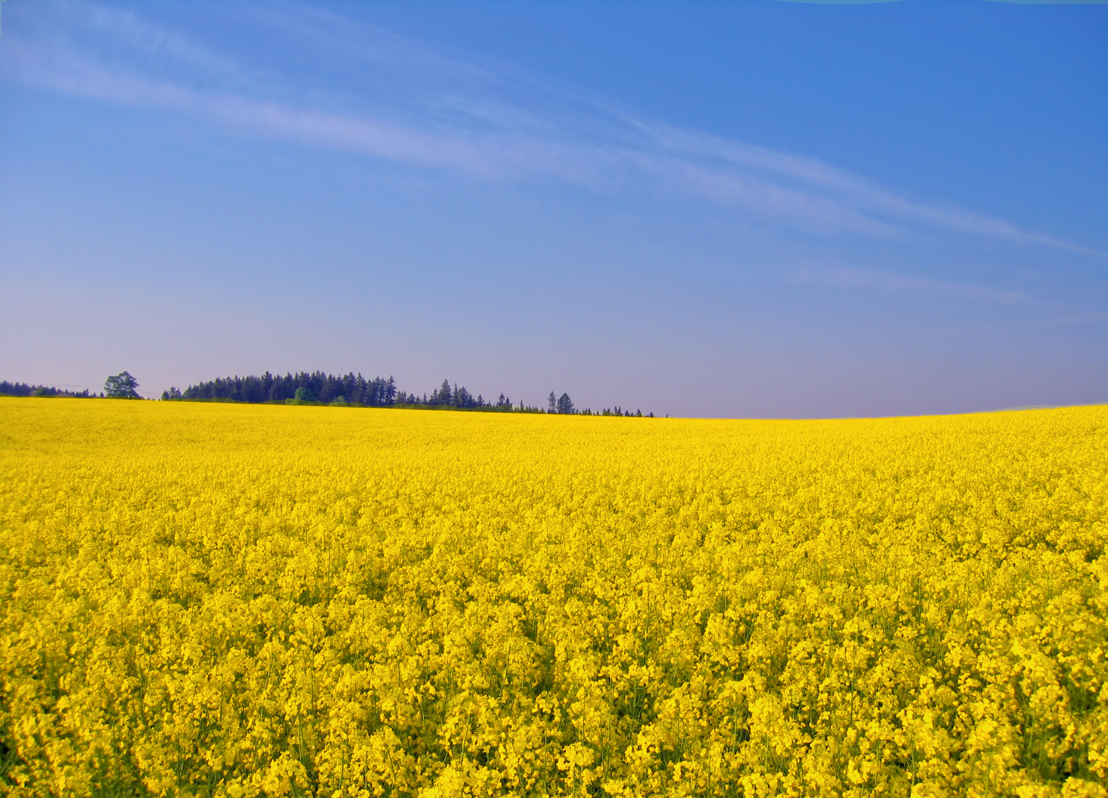 Ausgedehntes gelbes Senf-Feld in voller Blüte unter blauem Himmel mit Waldlinie am Horizont.