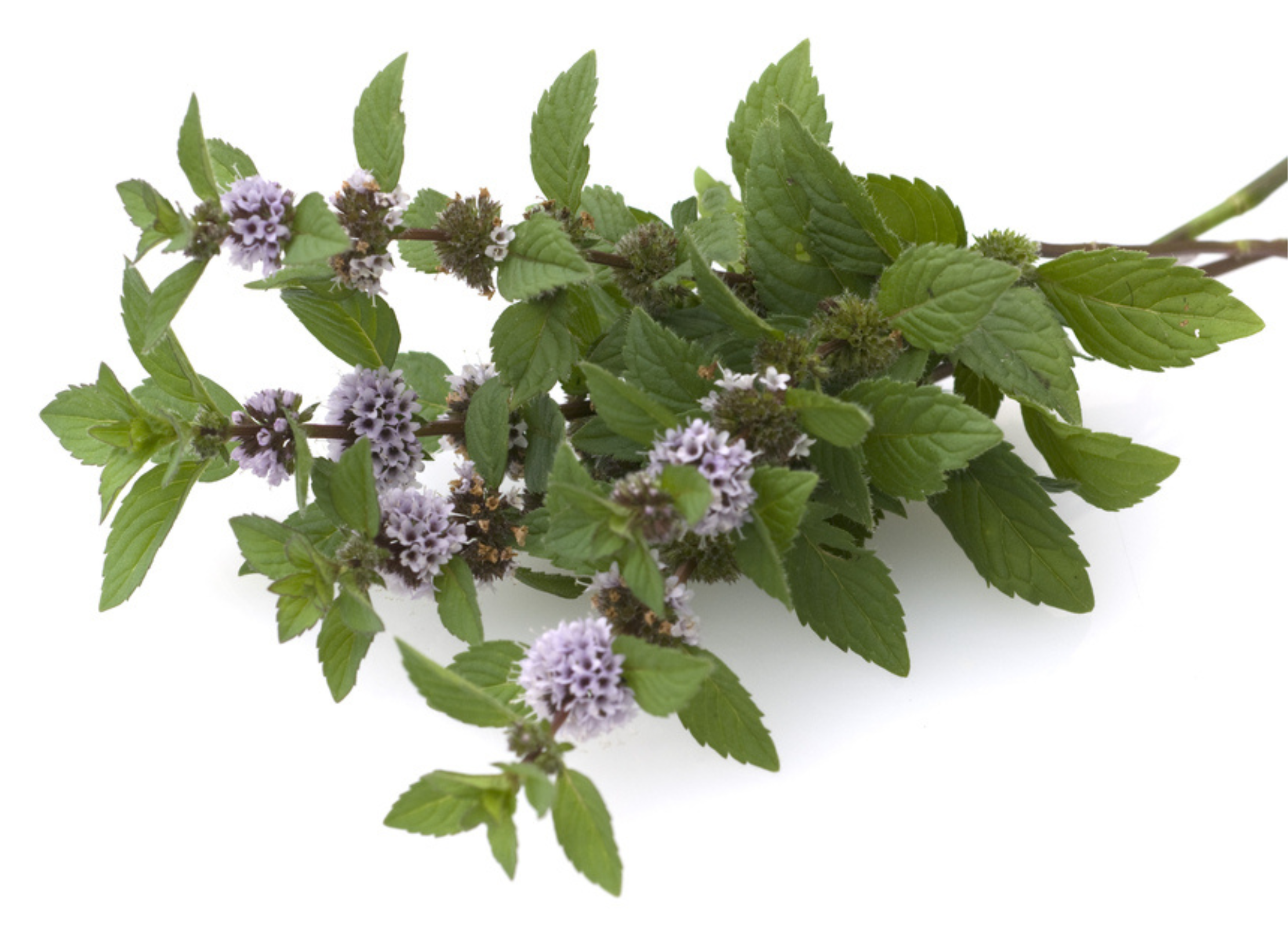 Pfefferminze-Zweig mit grünen Blättern und zartem lila-violetten Blüten