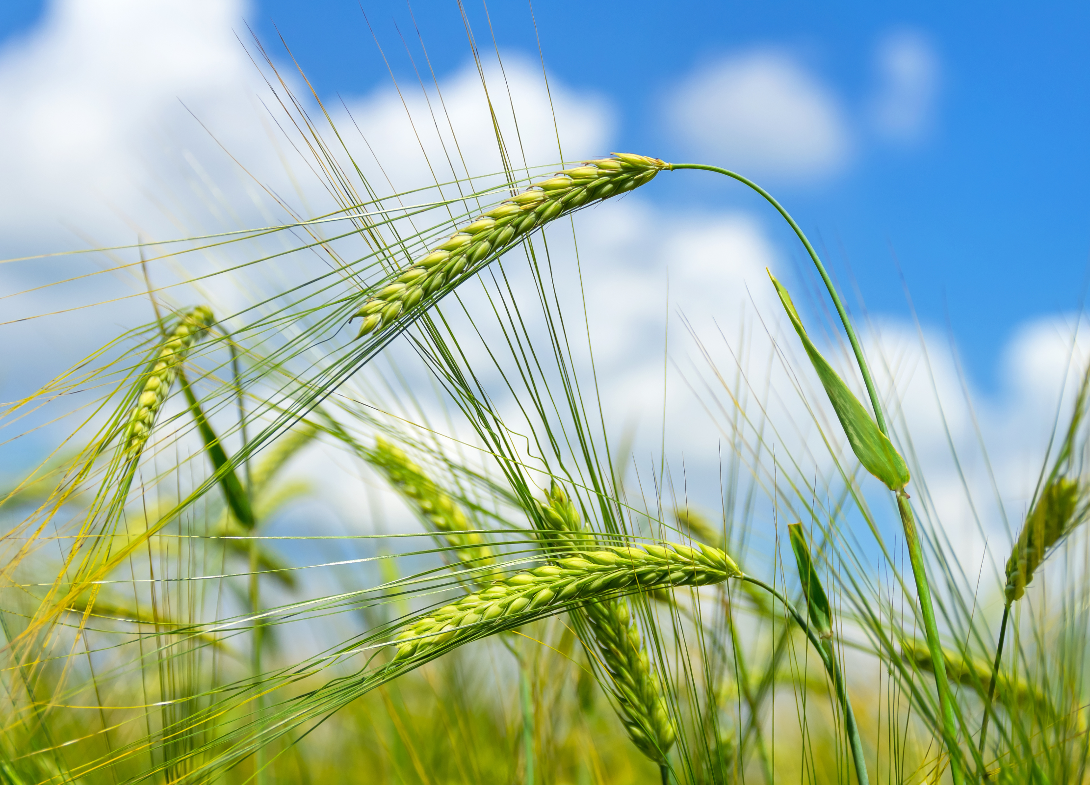 Grüne Gerstenähren mit langen Grannen wiegen sich im Wind vor blauem Himmel mit weißen Wolken