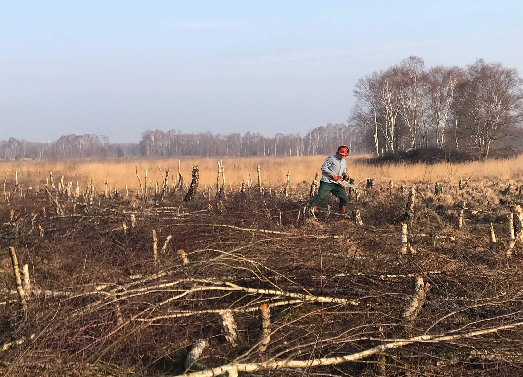 Eine Person arbeitet auf einer Fläche mit gefällten Birken im Moorgebiet