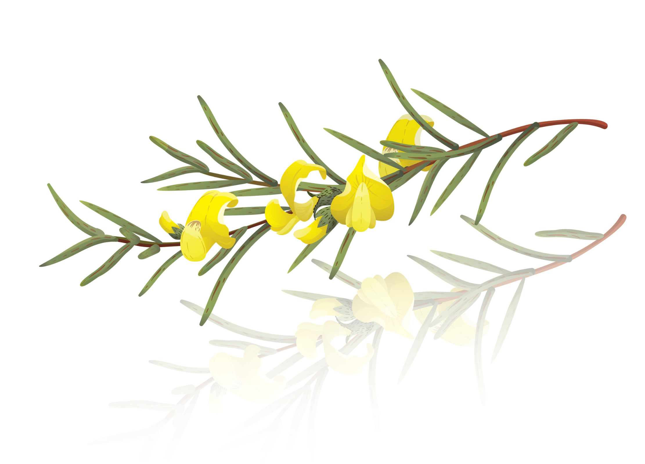 Rooibos-Pflanze mit grünen nadelförmigen Blättern und leuchtend gelben Blüten auf weißem Hintergrund.