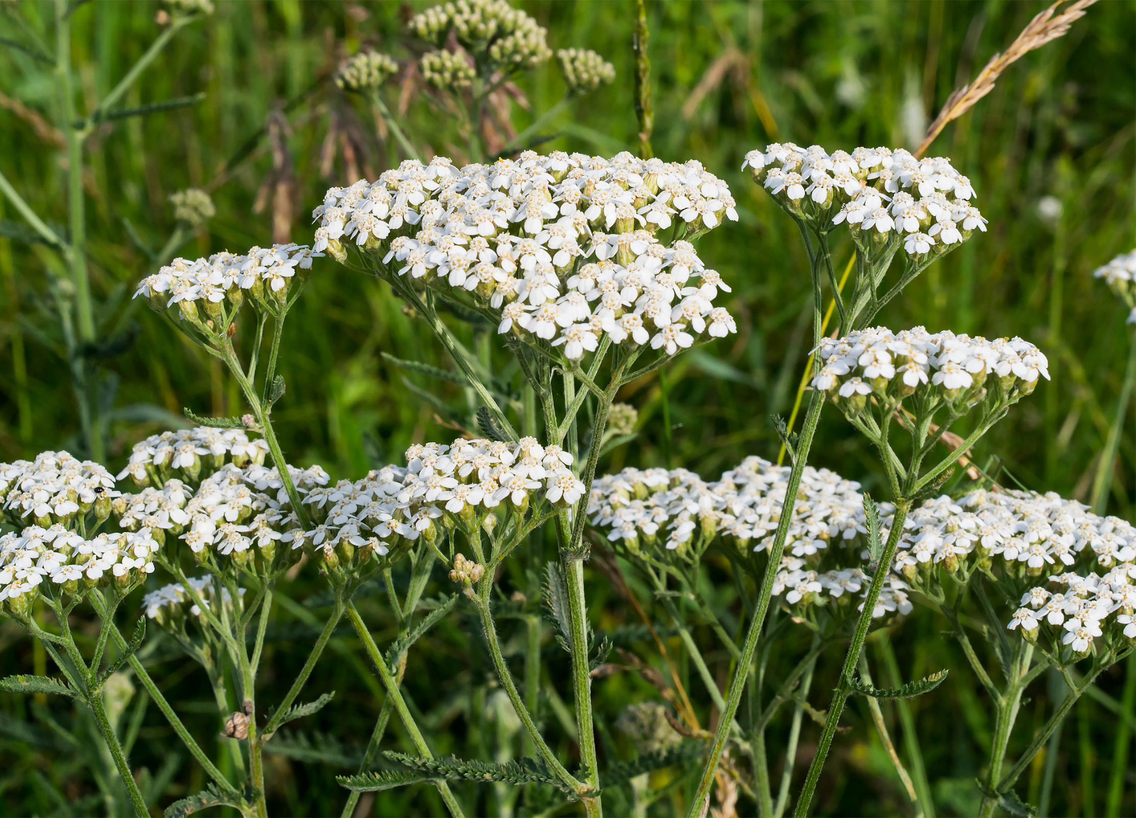 Schafgabe mit weißen Blütendolden und grünen Stängeln in natürlicher Wiese