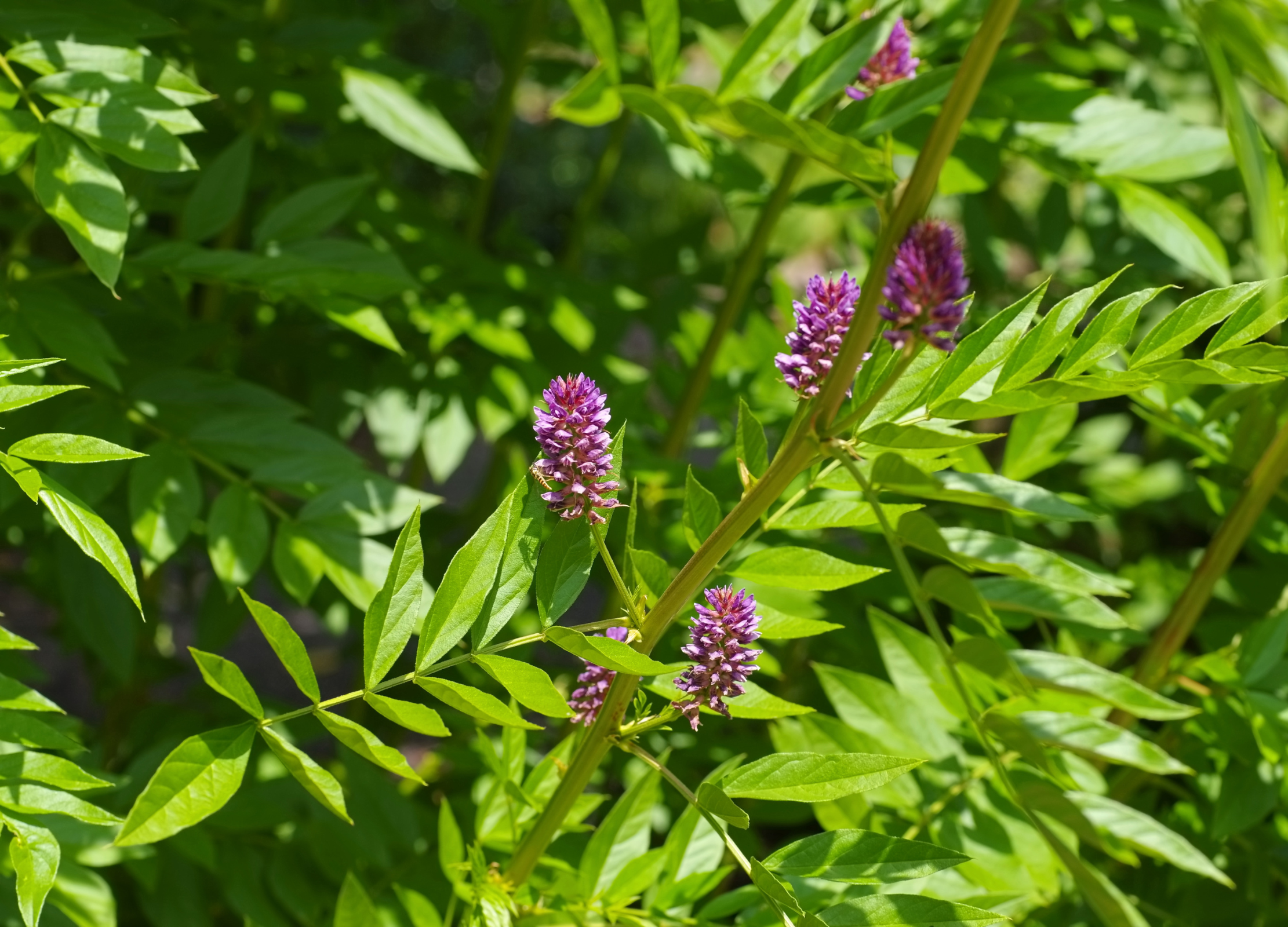 Süßholzpflanze mit violetten Blütenähren und grünen gefiederten Blättern in Nahaufnahme