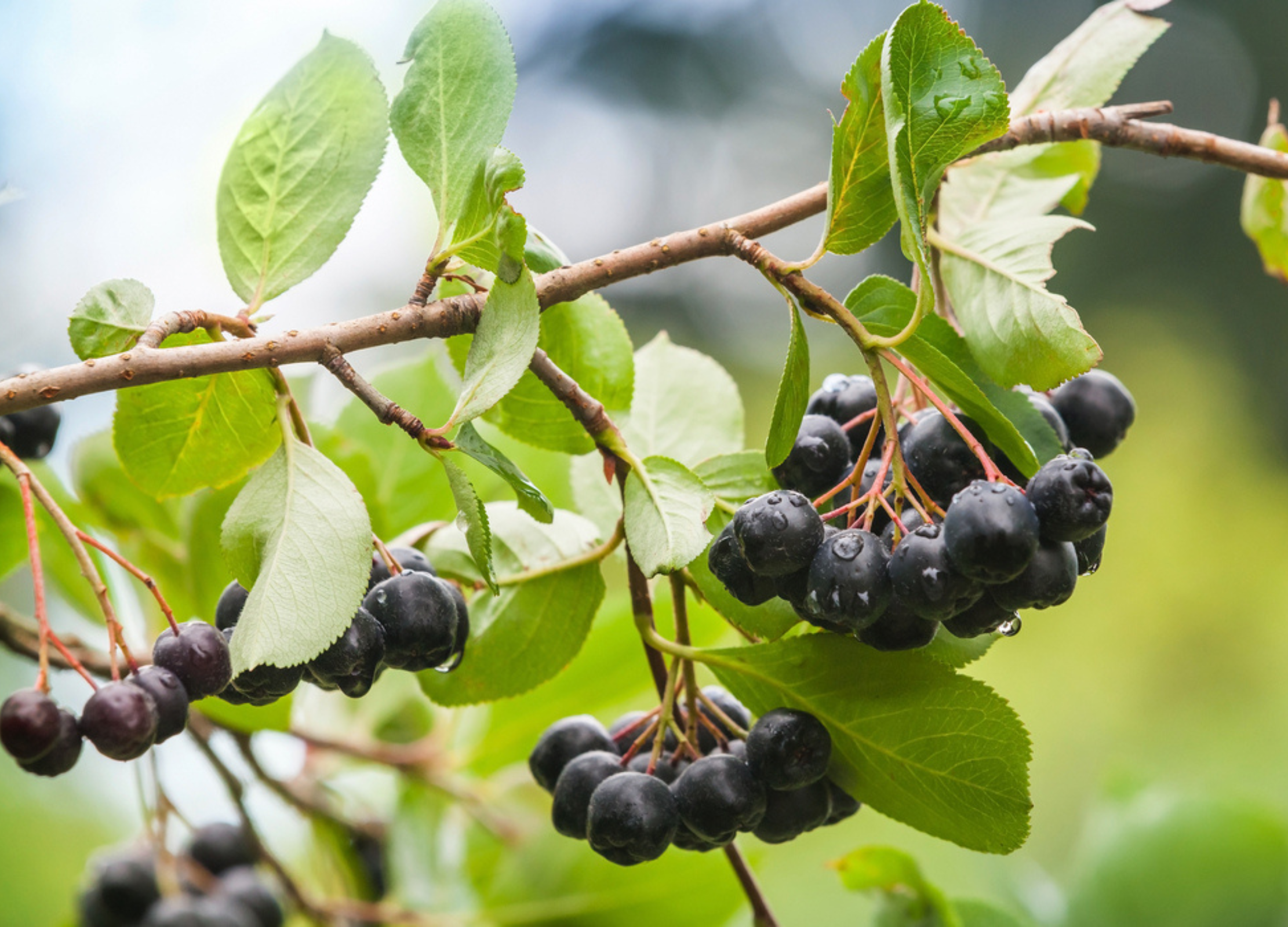 Dunkelviolette Aronia-Beeren hängen in dichten Trauben an einem Zweig mit frischem grünen Laub