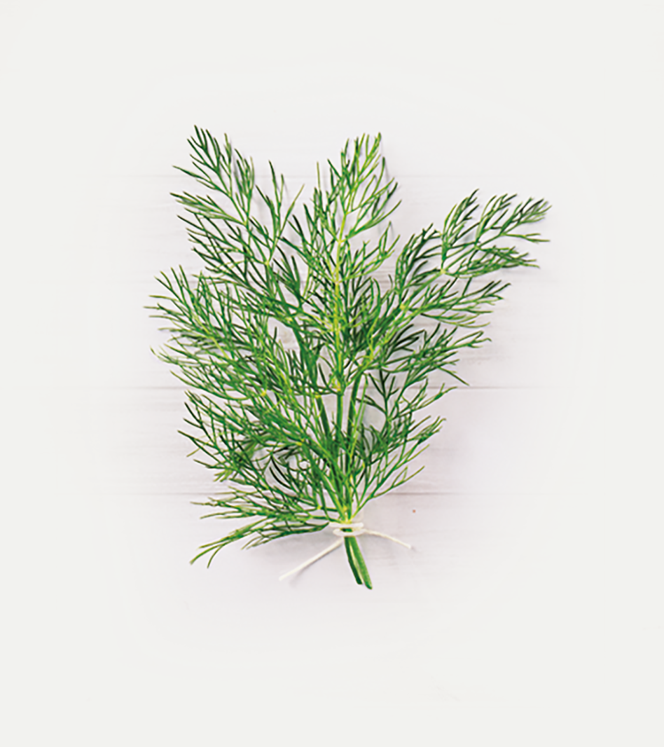 Frisches Dill-Bündel mit grünen, feinen Blättern und Stielen gebunden auf weißem Hintergrund