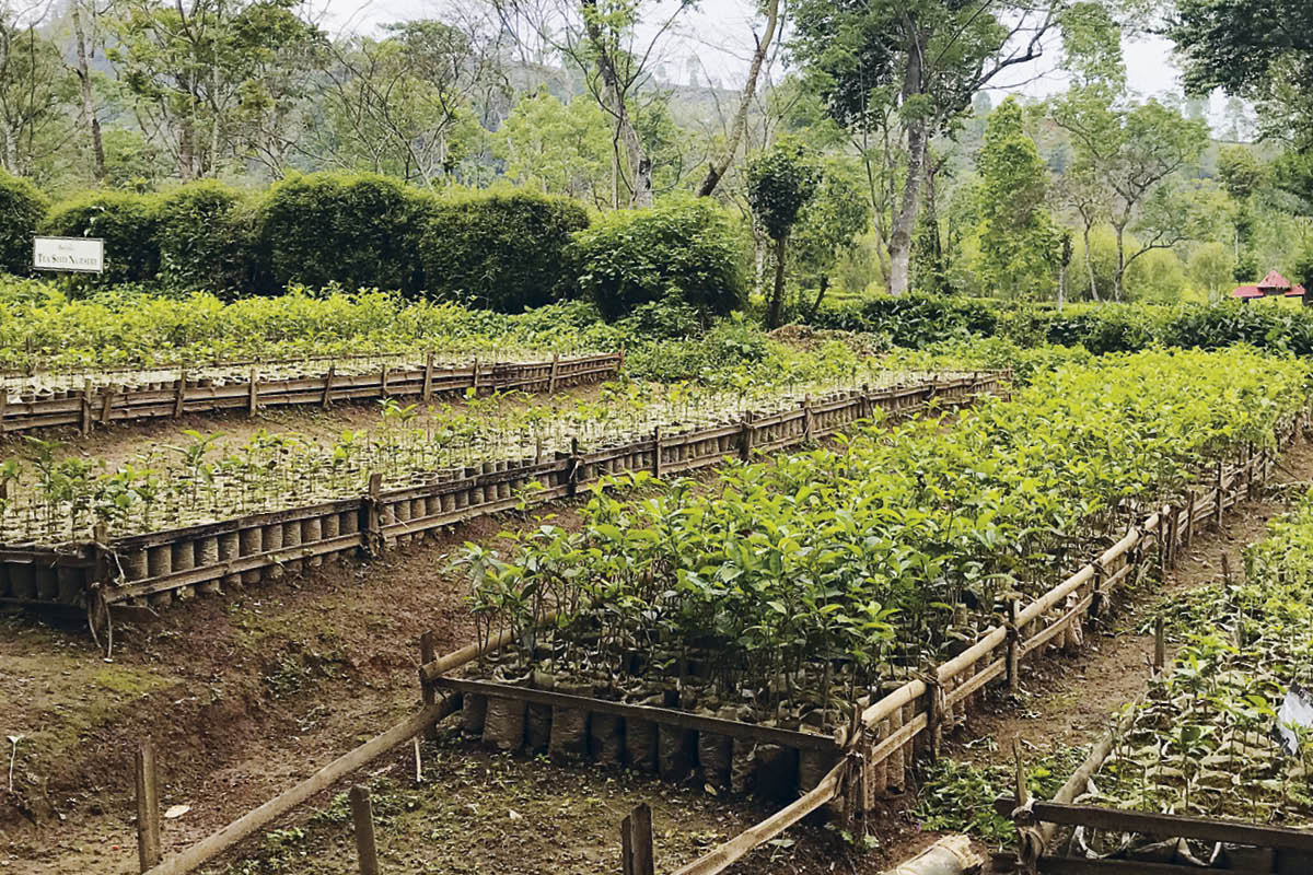 Teeplantage mit angelegten Beeten und Holzzäunen, umgeben von grünem Laub und Bäumen in bergiger Landschaft.