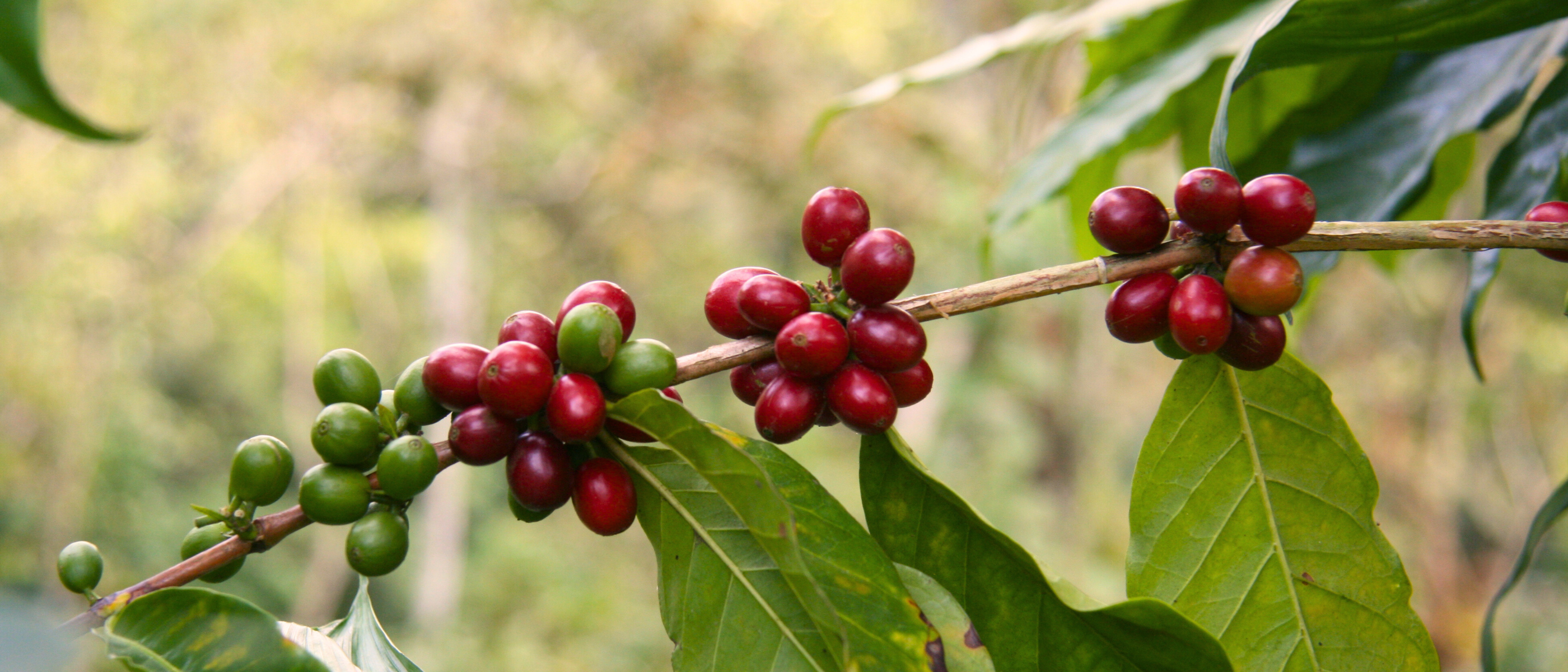 Kaffee Pflanze mit ihren Kirschen aus Mexico