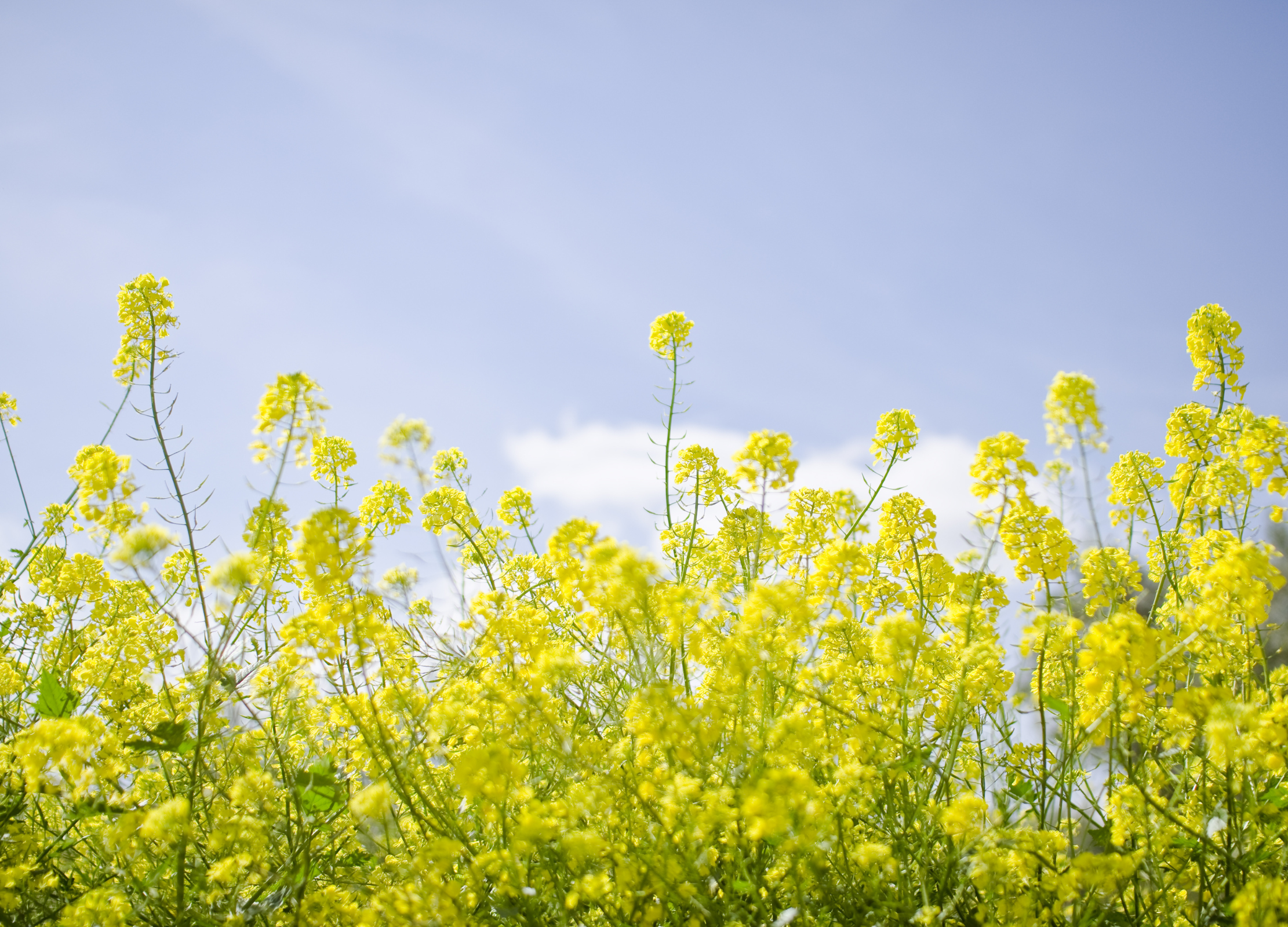 Senffeld mit leuchtend gelben Blüten unter blauem Himmel, Senfsamen für Gewürzproduktion