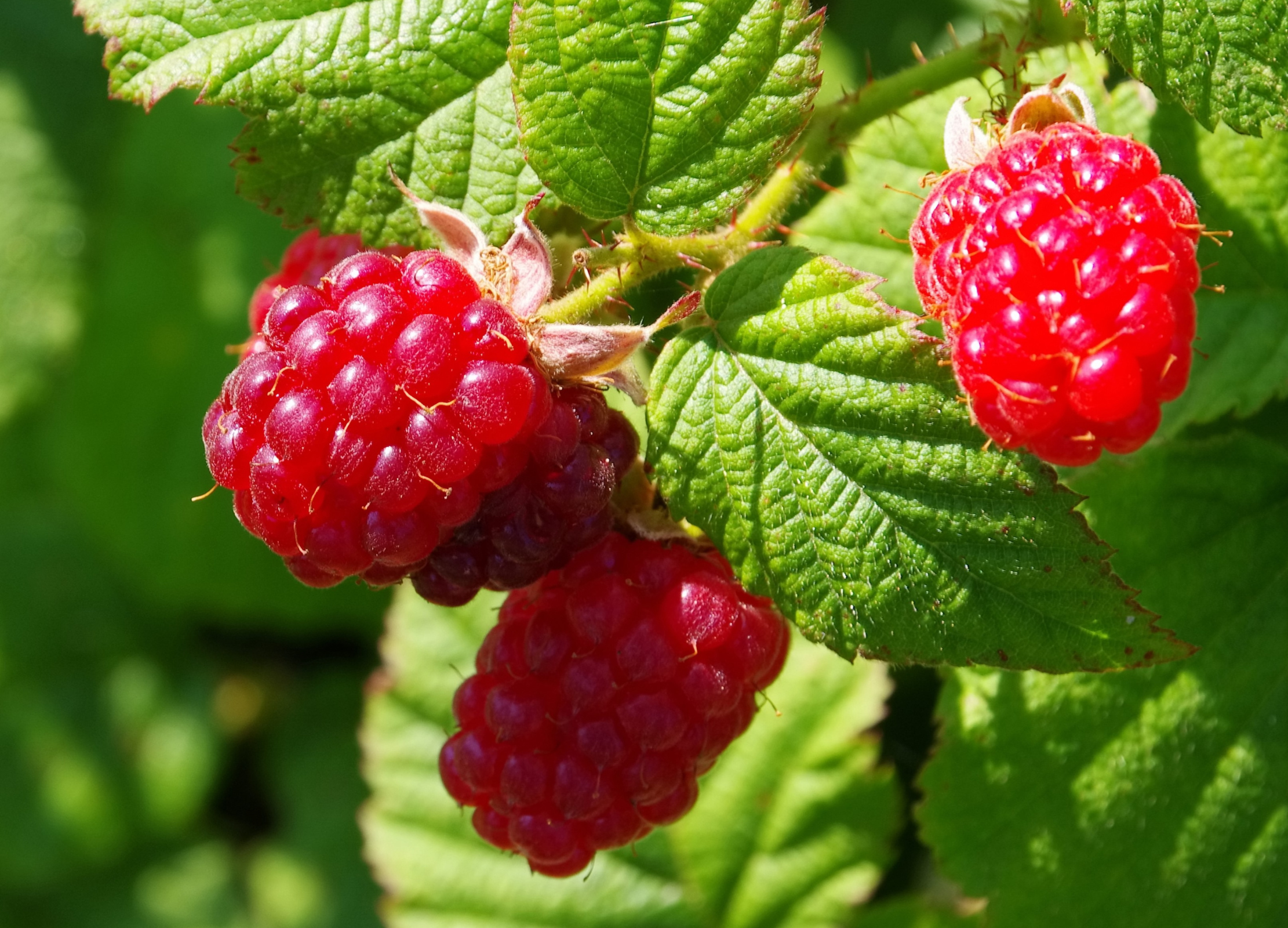 Drei leuchtend rote Himbeeren hängen an einem Strauch mit kräftig grünen, gezackten Blättern in der Sonne
