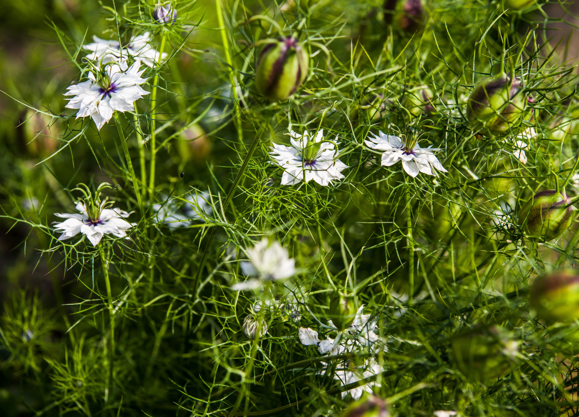 Schwarzkümmel-Pflanze mit feinen grünen Blättern und zarten weiß-violetten Blüten sowie grünen Samenkapseln