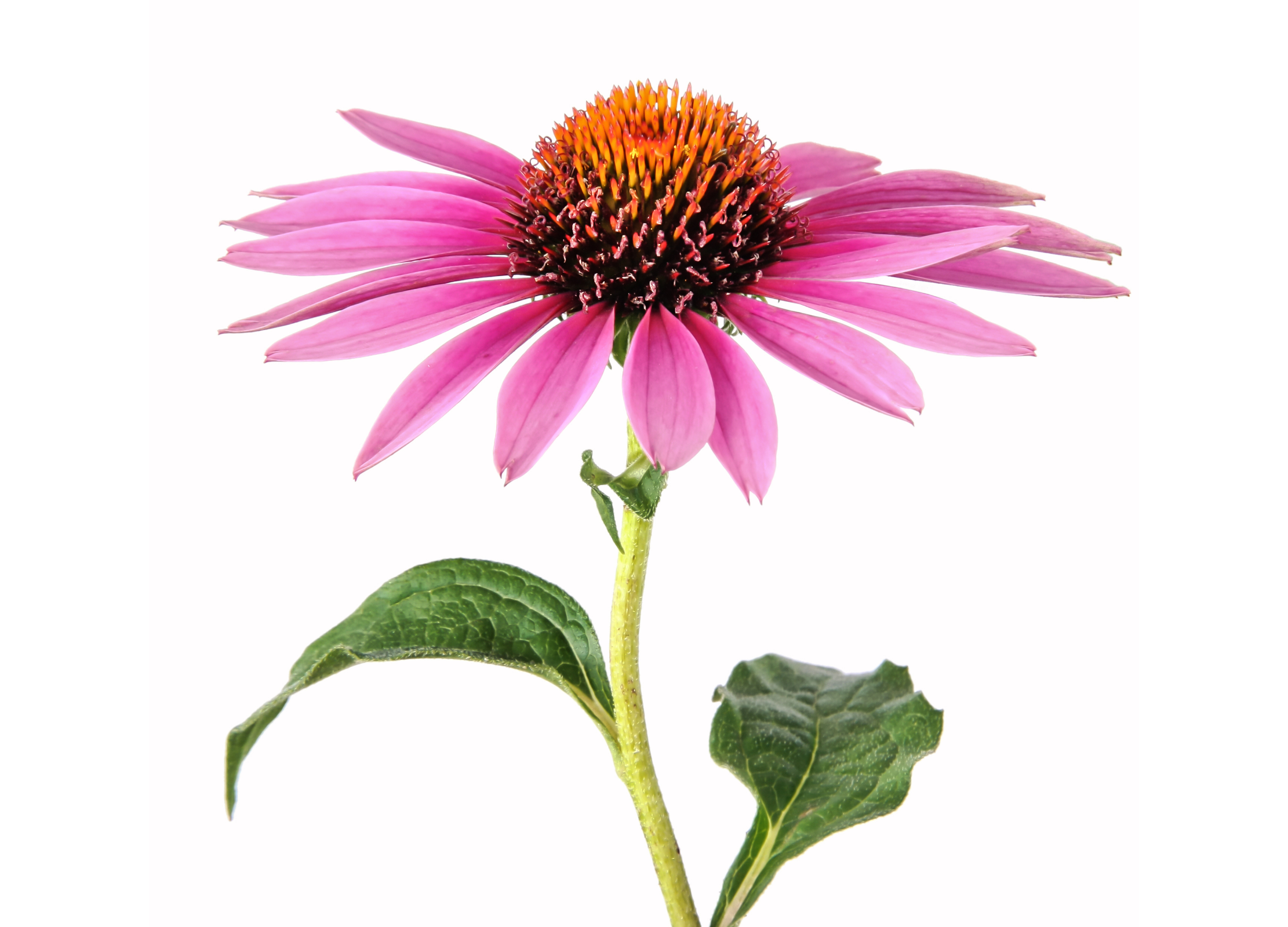 ChatGPT: Pinkfarbene Echinacea-Blüte mit orangebrauner Mitte und zwei grünen Blättern vor weißem Hintergrund