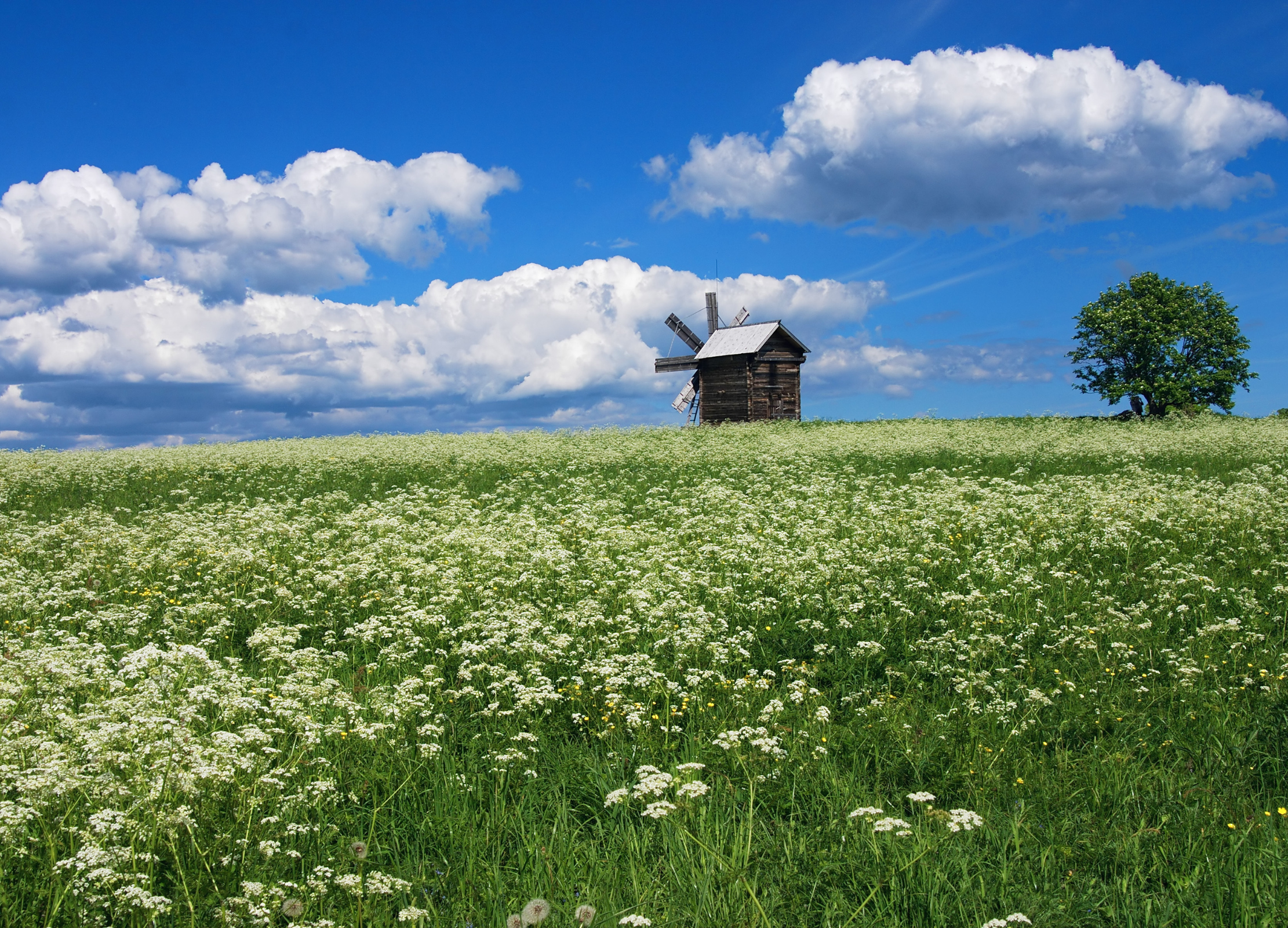 Schafgarbe-Feld mit weißen Blüten und grünem Laub, alte Windmühle am Horizont unter blauem Himmel