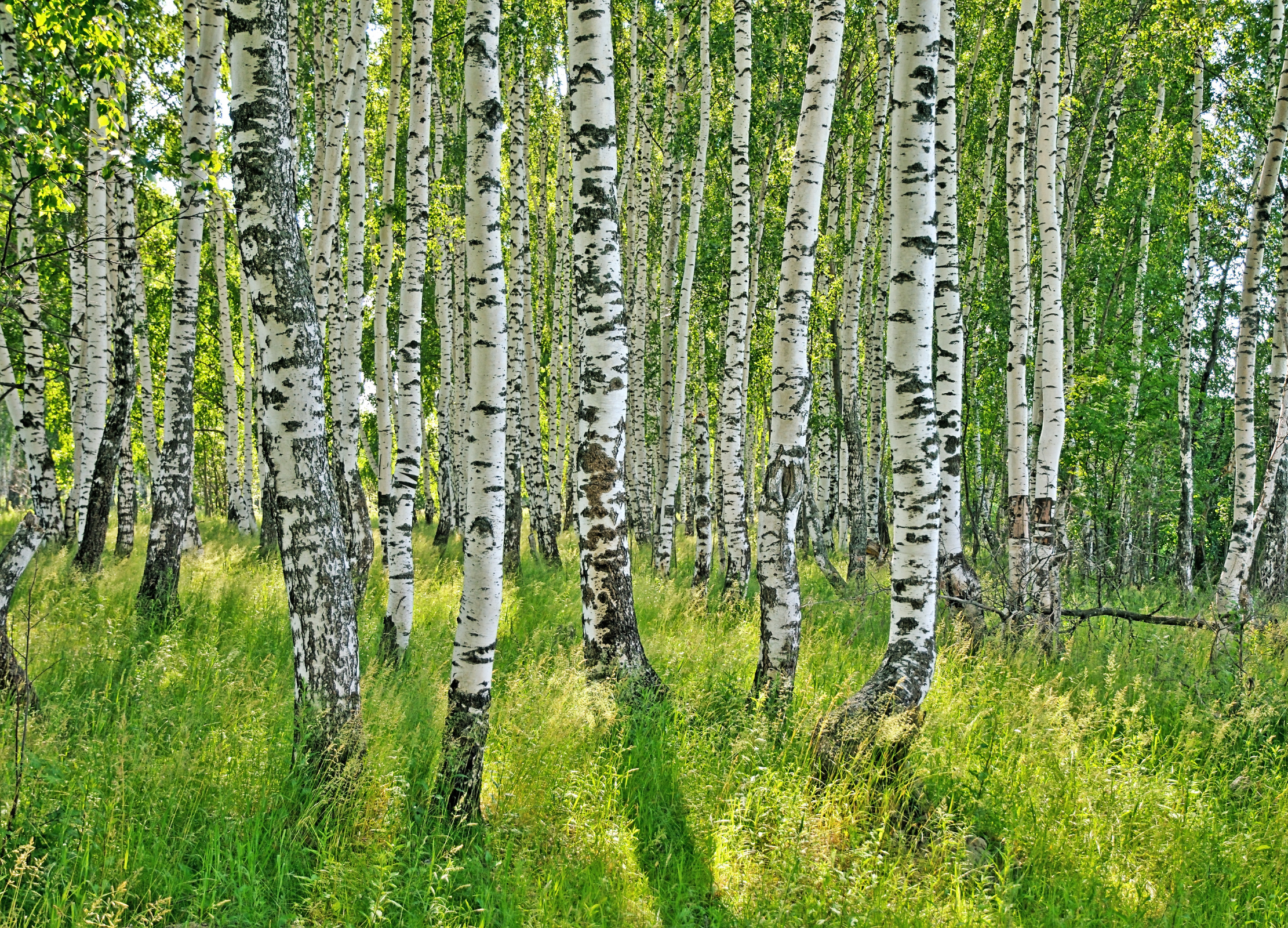 Heller Birkenwald mit schlanken, weiß-schwarz gemusterten Stämmen und grünem Gras am Waldboden