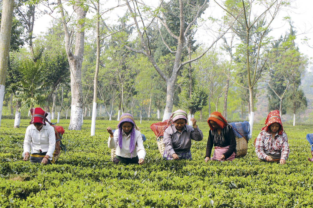 Arbeiter ernten Teeblätter in einer grünen Teeplantage zwischen hohen Bäumen in Asien.
