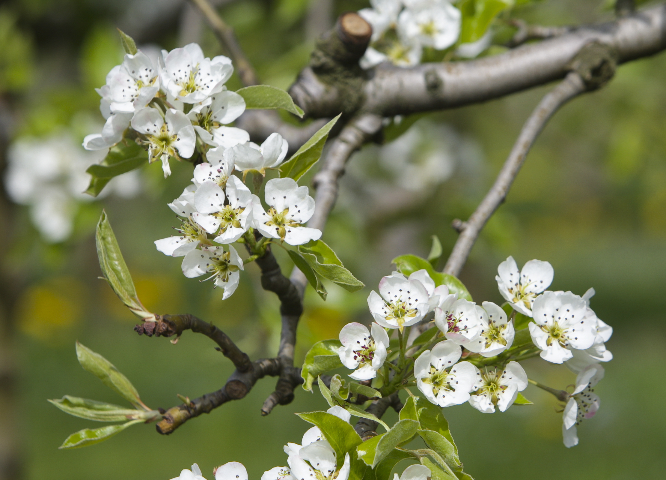 Zweig eines Birnbaums mit weißen Blüten und frischen grünen Blättern im Frühling
