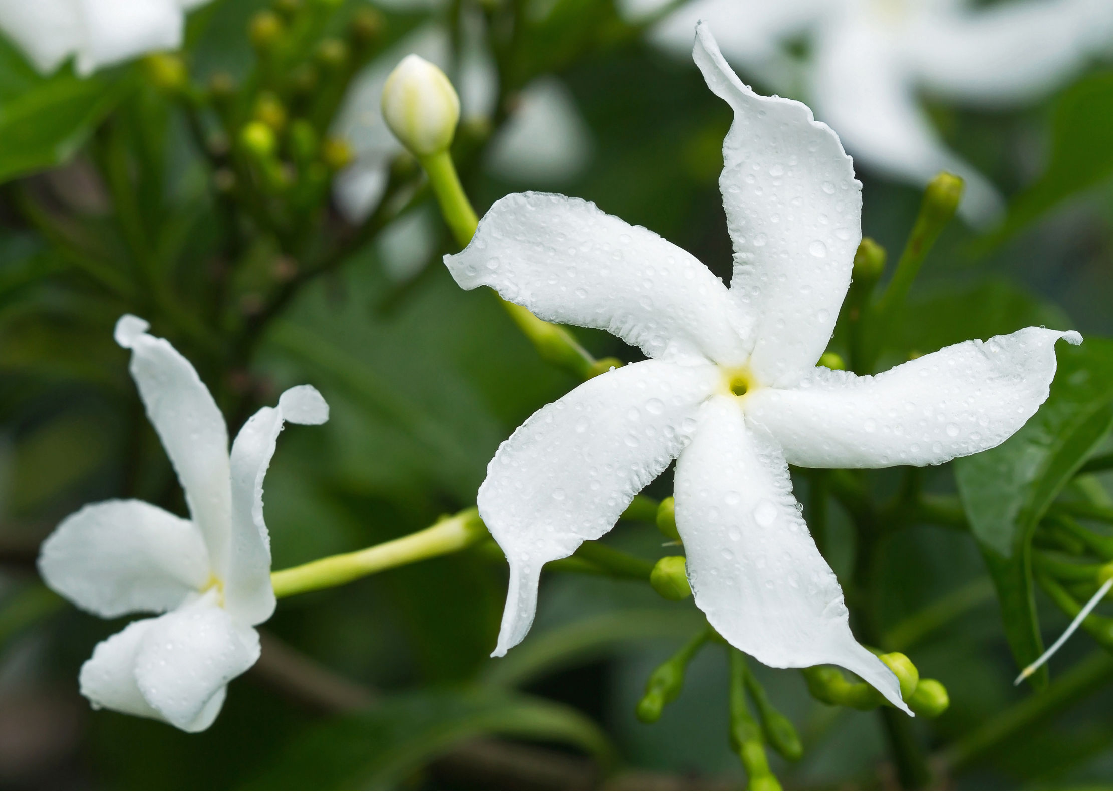 Zwei weiße Jasminblüten mit langen, schmalen Blütenblättern sind mit Tautropfen bedeckt