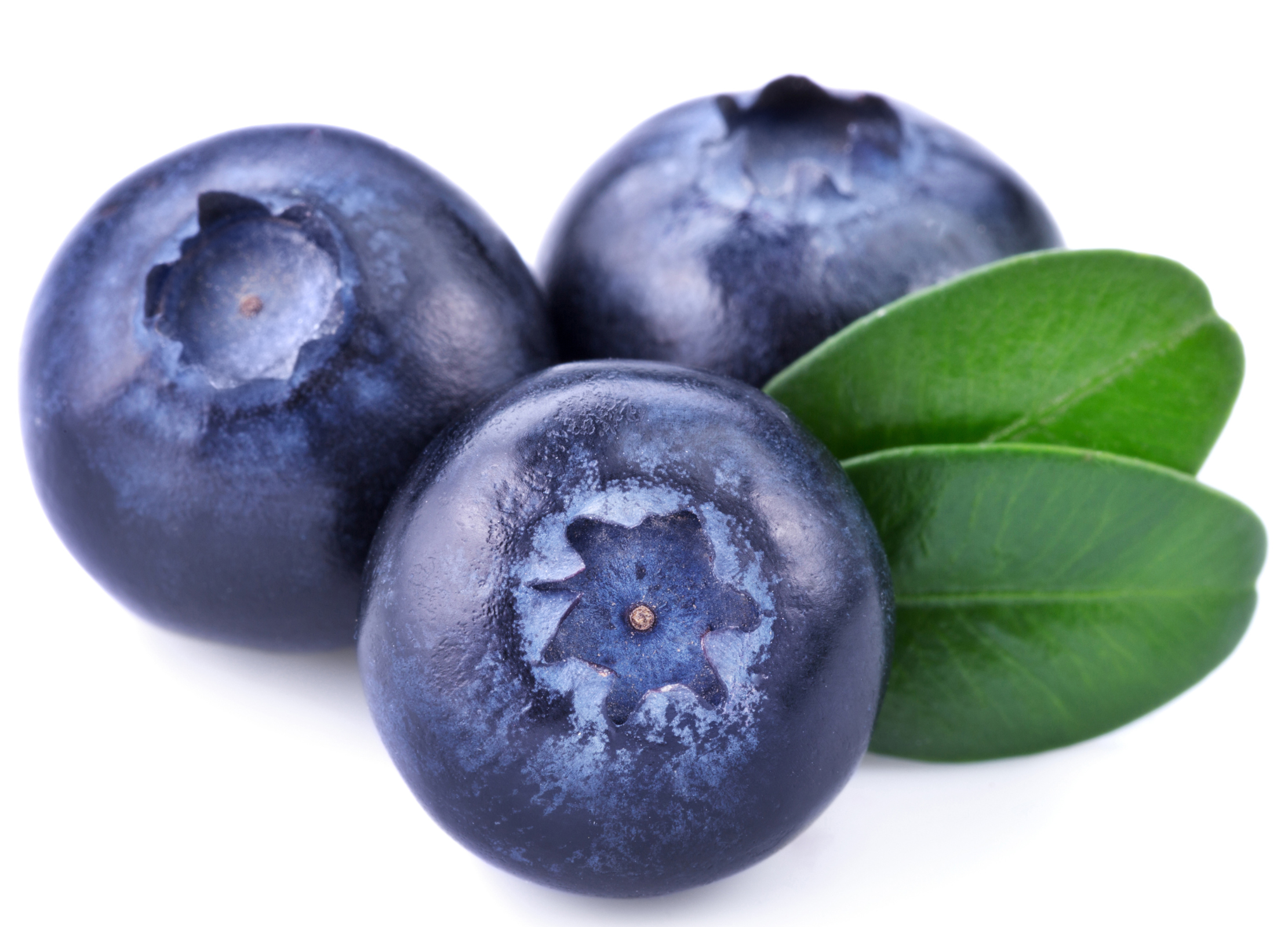 Drei frische Heidelbeeren mit glatter, dunkelblauer Schale und zwei grünen Blättern auf weißem Hintergrund