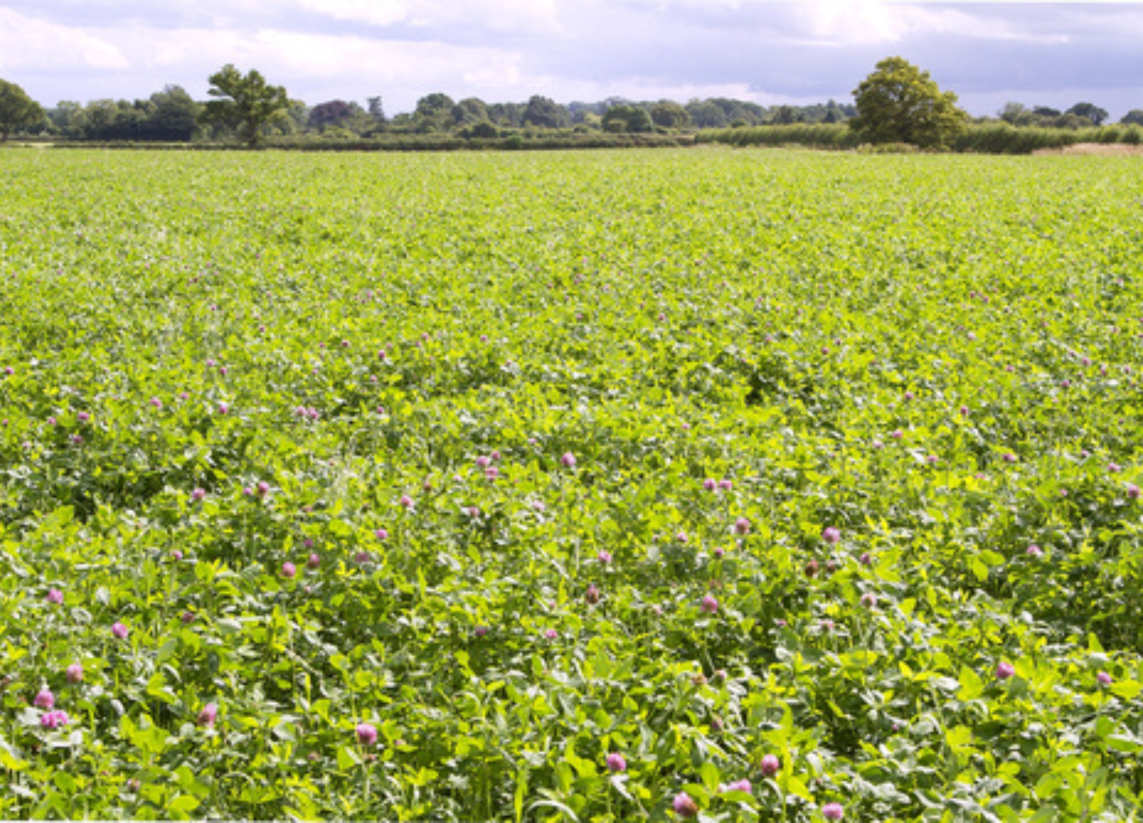 Weites Feld mit blühendem Rotklee, rosa-violette Blüten zwischen grünem Laub, Baumreihe am Horizont.