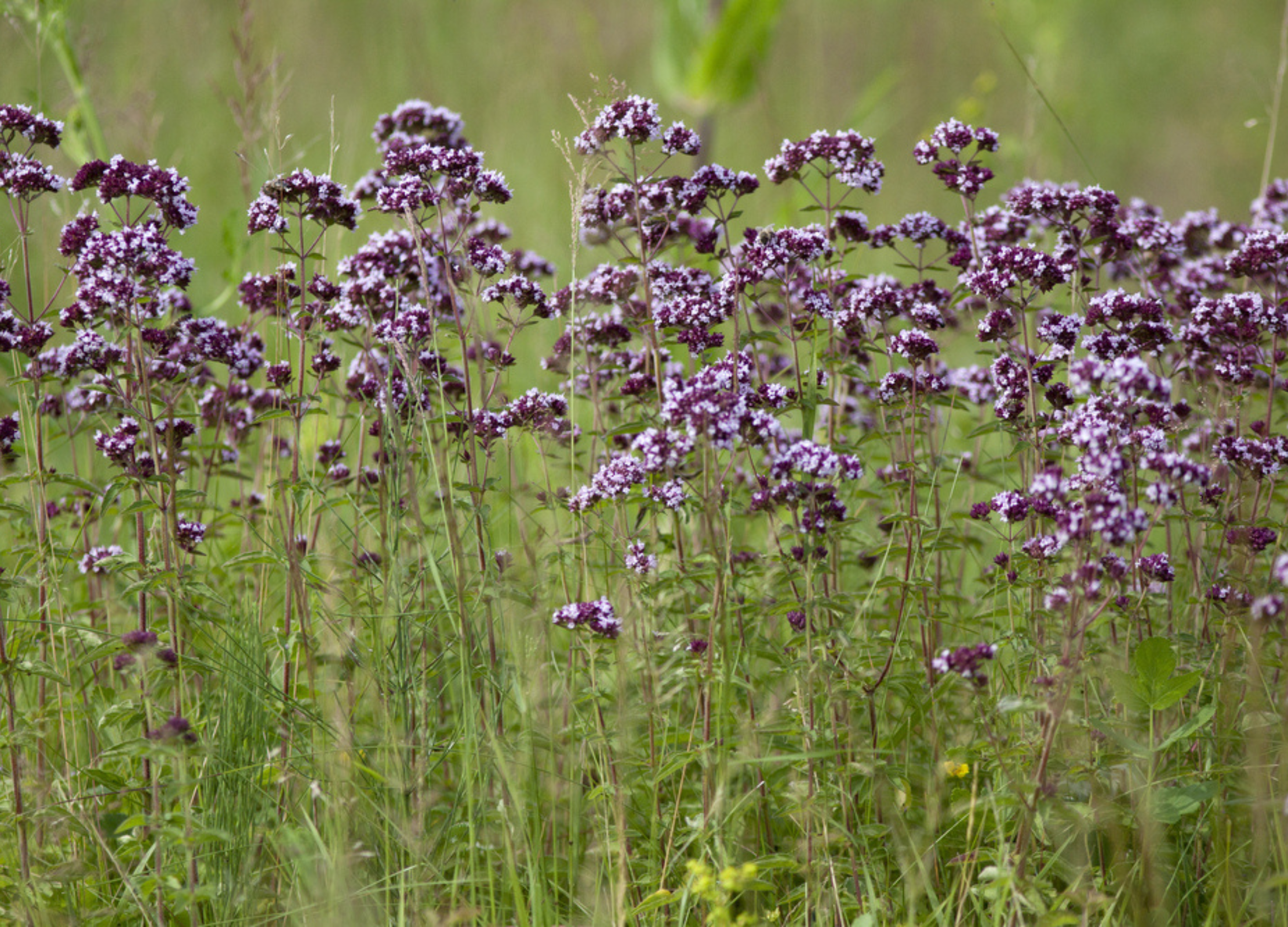 Blühender Majoran mit zahlreichen violetten Blüten an dünnen Stängeln auf einer Wiese