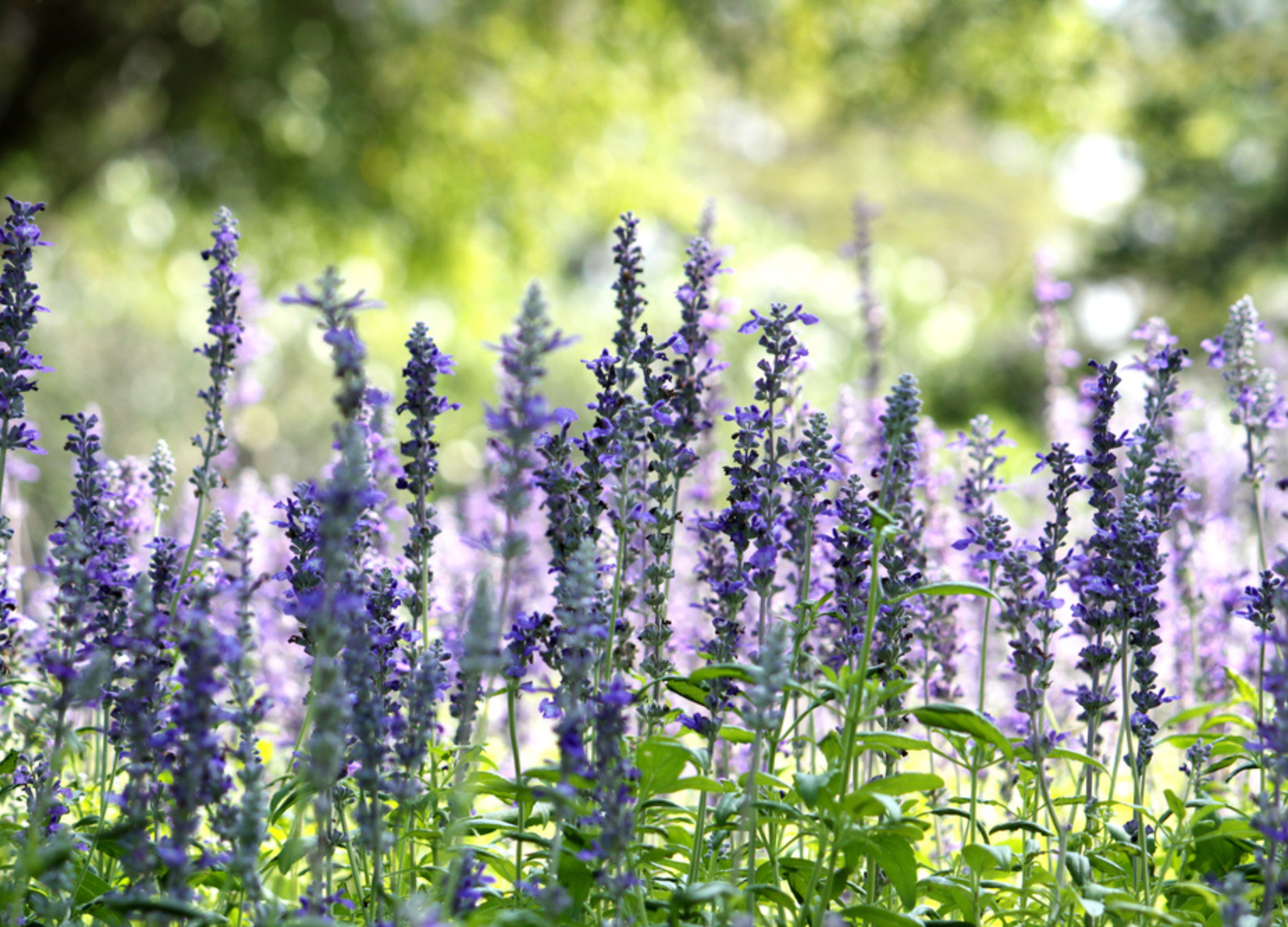 Üppiges Ysop-Feld mit violettblauen Blütenähren und grünen Blättern in sonniger Gartenkulisse.