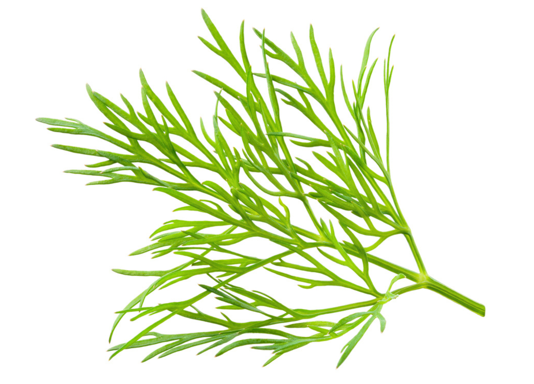 Ein frischer Zweig Dill mit zarten, fiedrigen grünen Blättern auf weißem Hintergrund