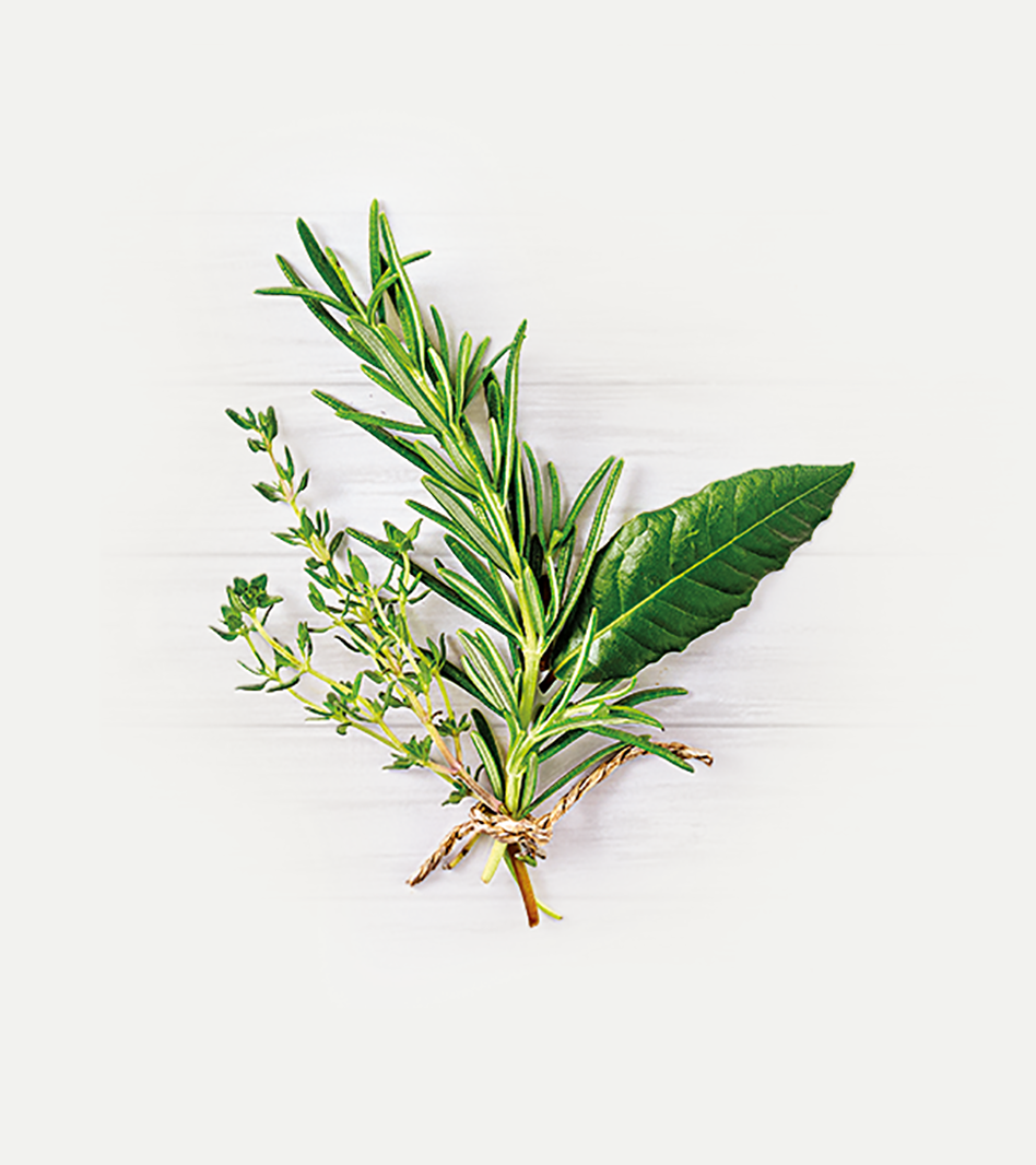 Frische Kräuter der Provence mit Rosmarin, Thymian und Salbei auf weißem Hintergrund