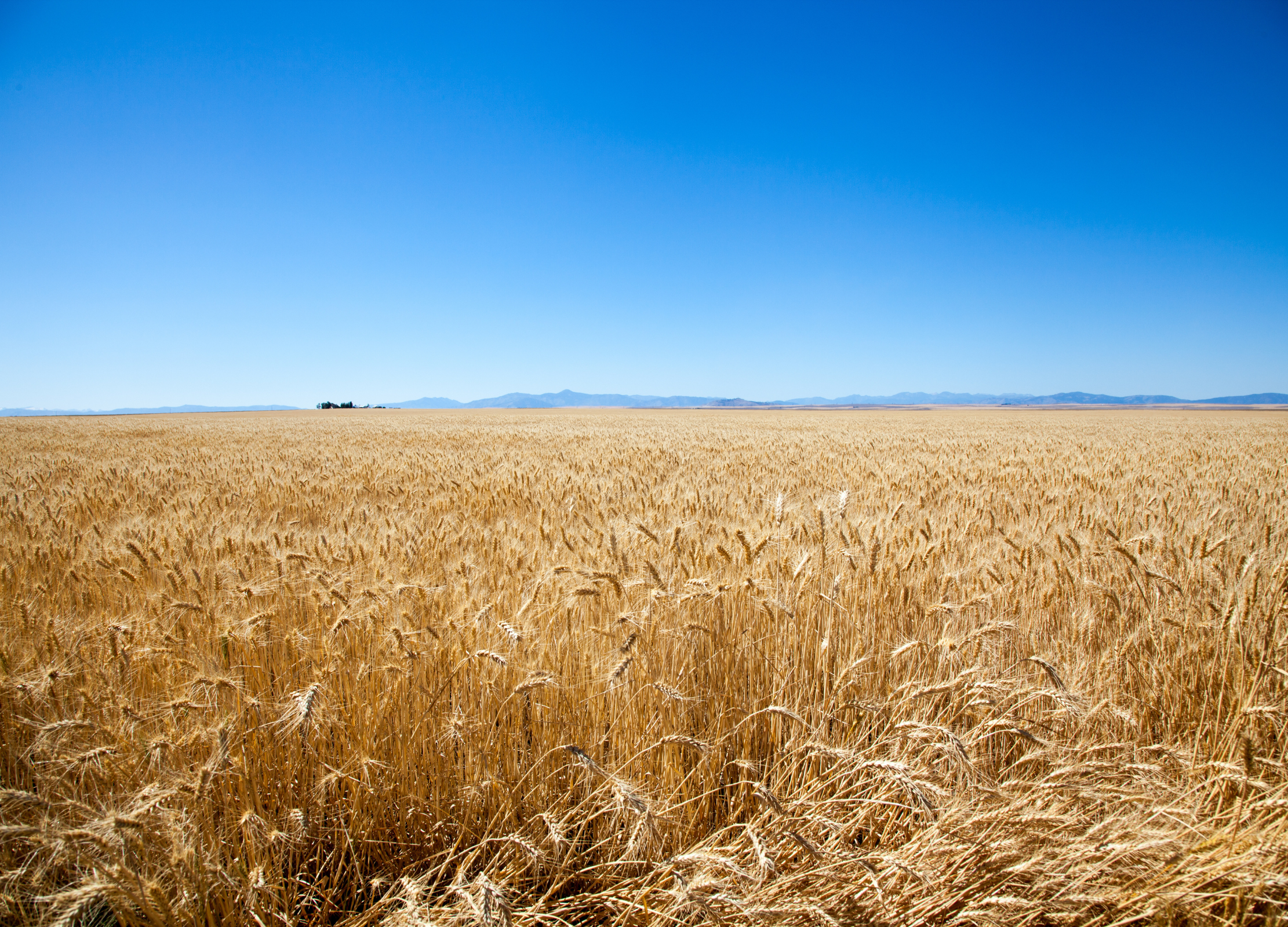 Weites Gerstenfeld mit goldgelben Ähren unter klarem, blauem Himmel