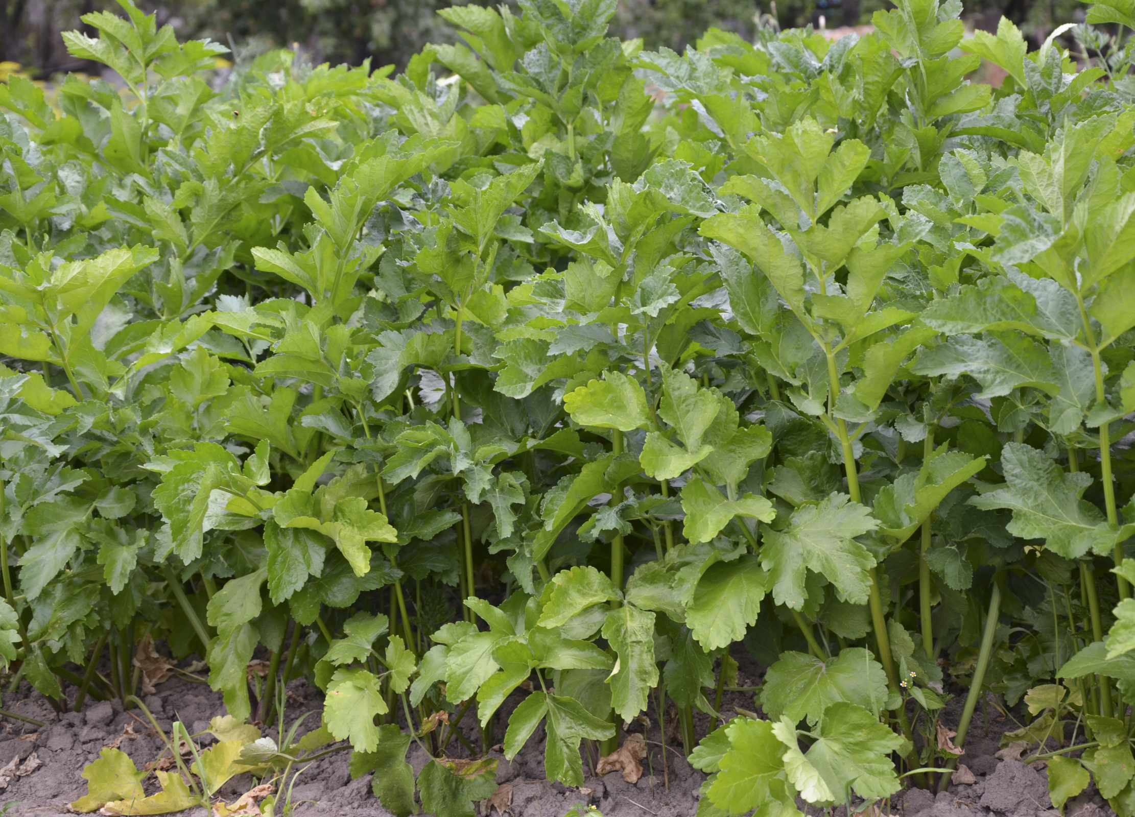 Pastinake