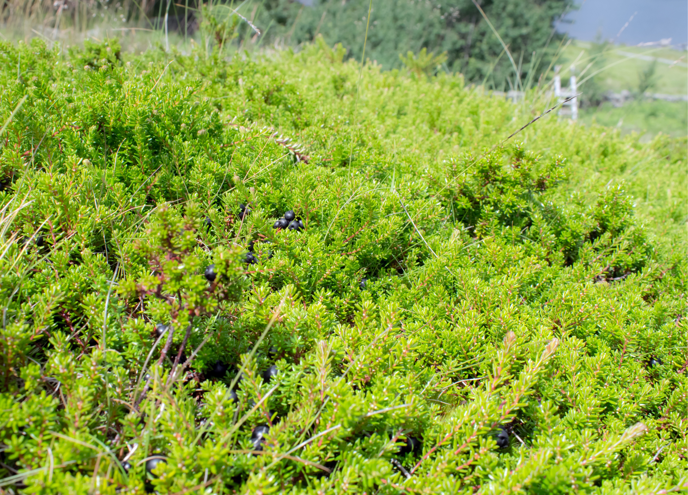 Wacholderpflanze mit reifen, dunkelblauvioletten Beeren auf grünem Blattwerk in Berglandschaft