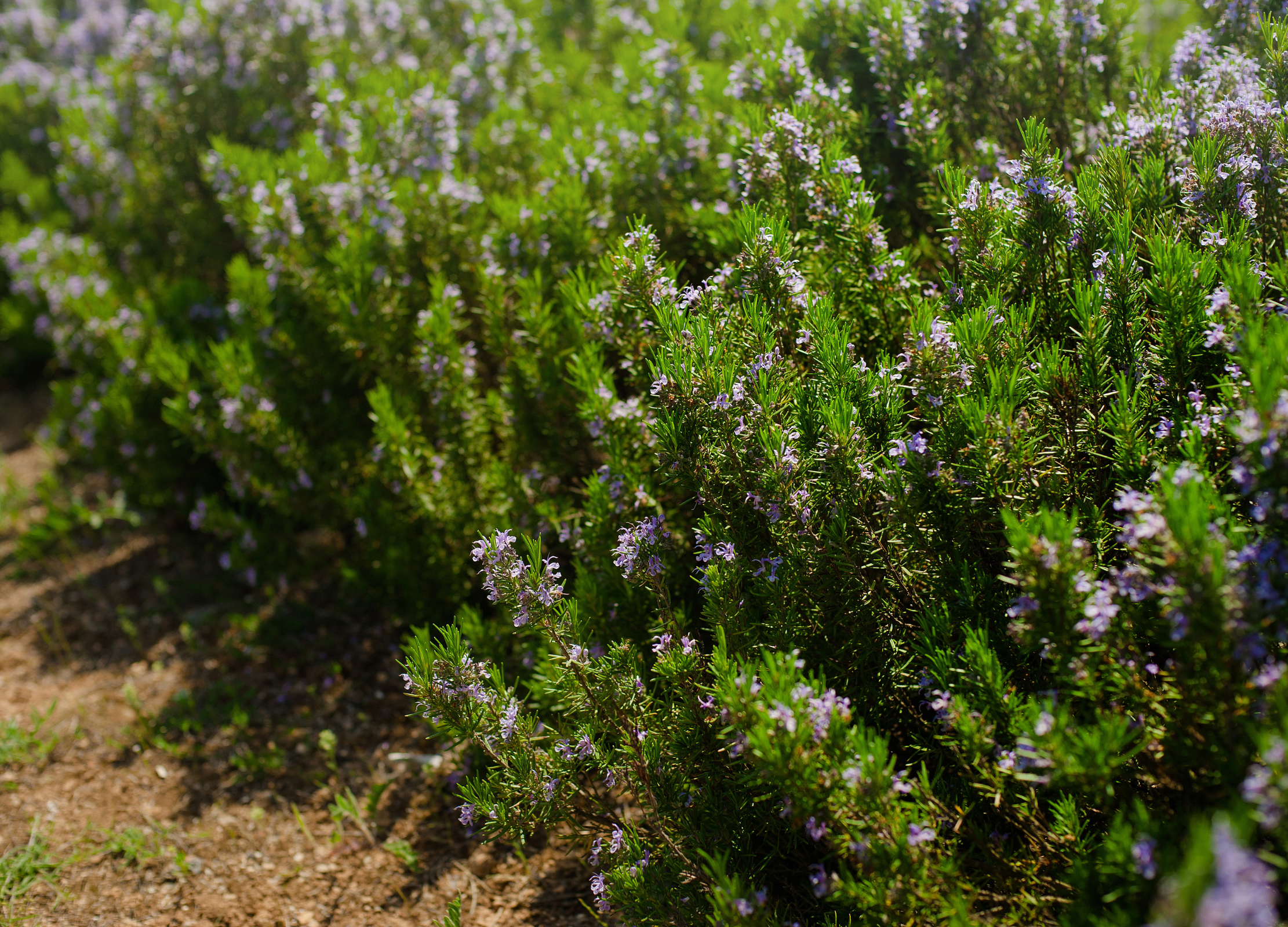 Rosmarin-Feld mit grünen, nadligen Blättern und zartem, violettem Blütenwerk in sonniger Umgebung