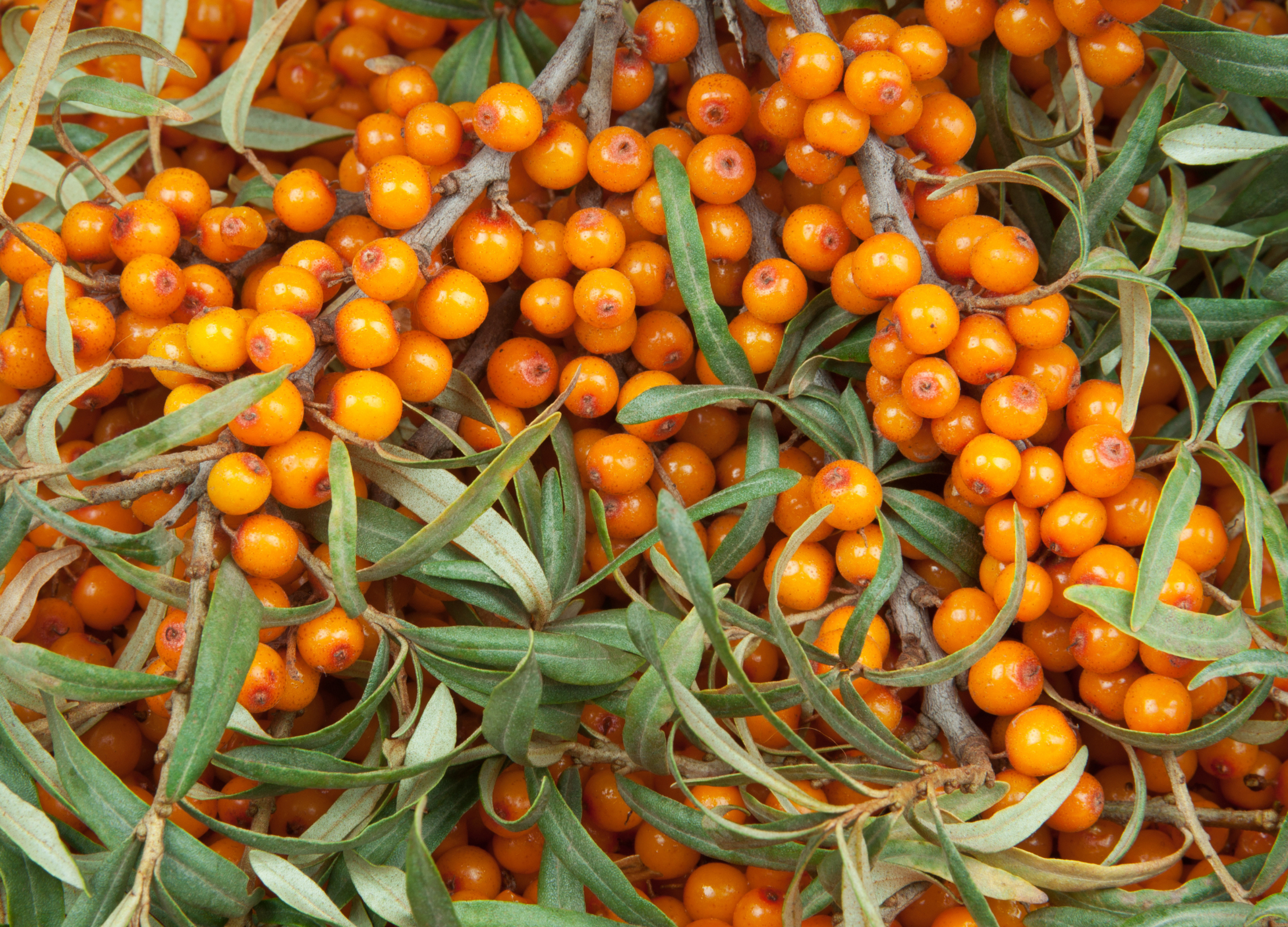 Sanddornbeeren in leuchtendem Orange mit grünen Blättern und Zweigen in natürlicher Wuchsform.