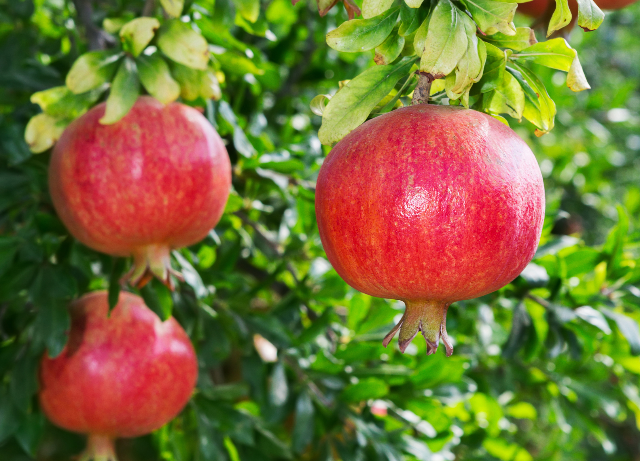 Rote Granatäpfel hängen reif an einem Baum mit glänzend grünen Blättern