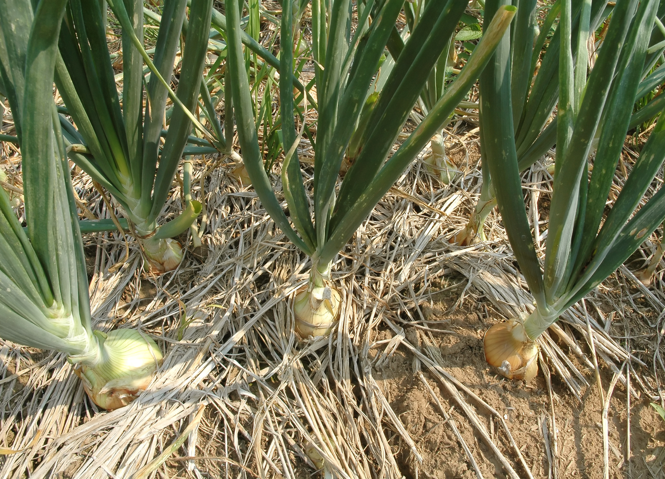 Frische Zwiebeln im Feld mit grünen Blättern und hellbraun gefärbten Zwiebeln im Boden