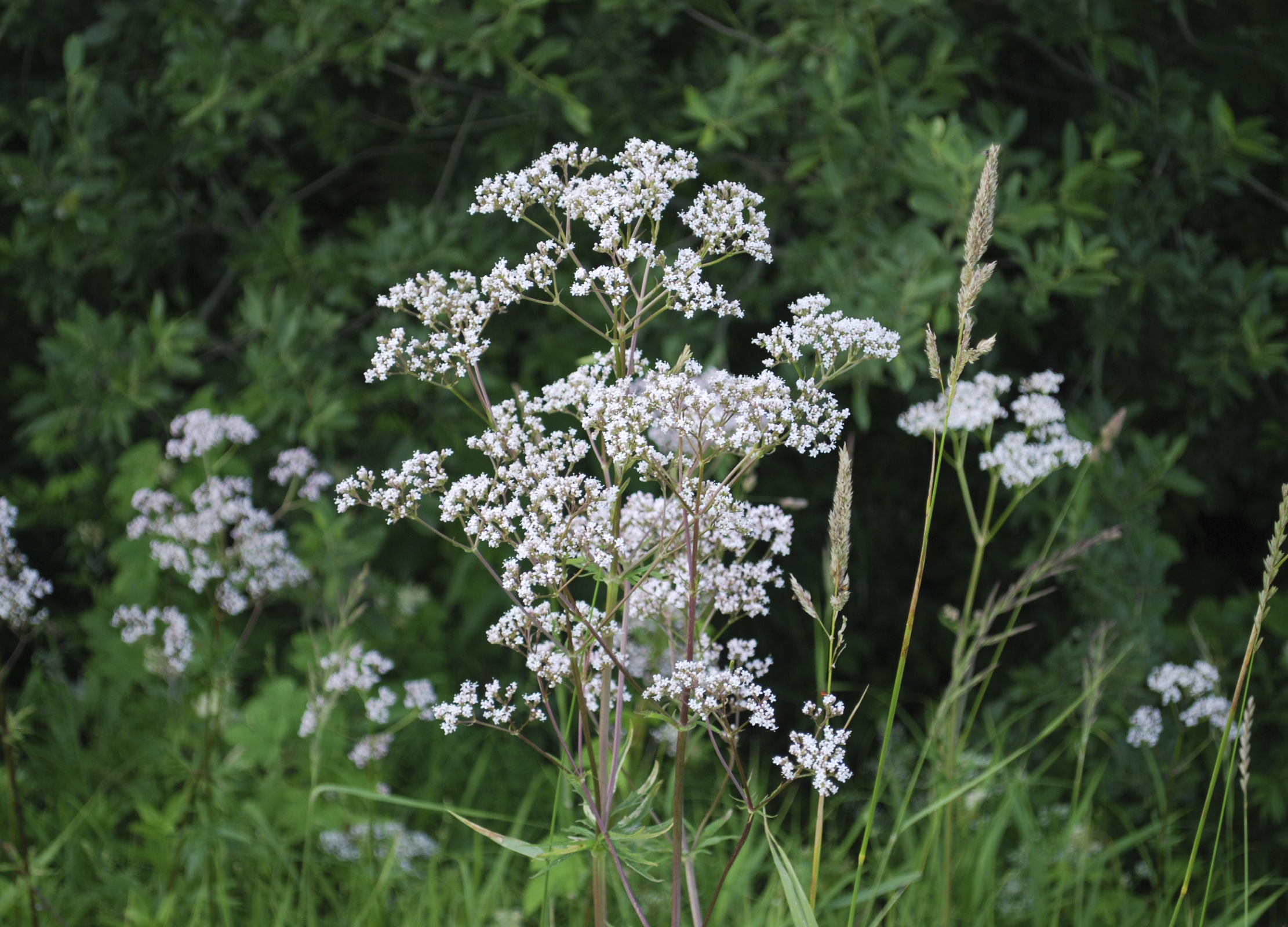 Mehrere blühende Anispflanzen mit kleinen, zartrosa Blüten stehen am Rand einer grünen Wiese vor einem Hintergrund aus Sträuchern